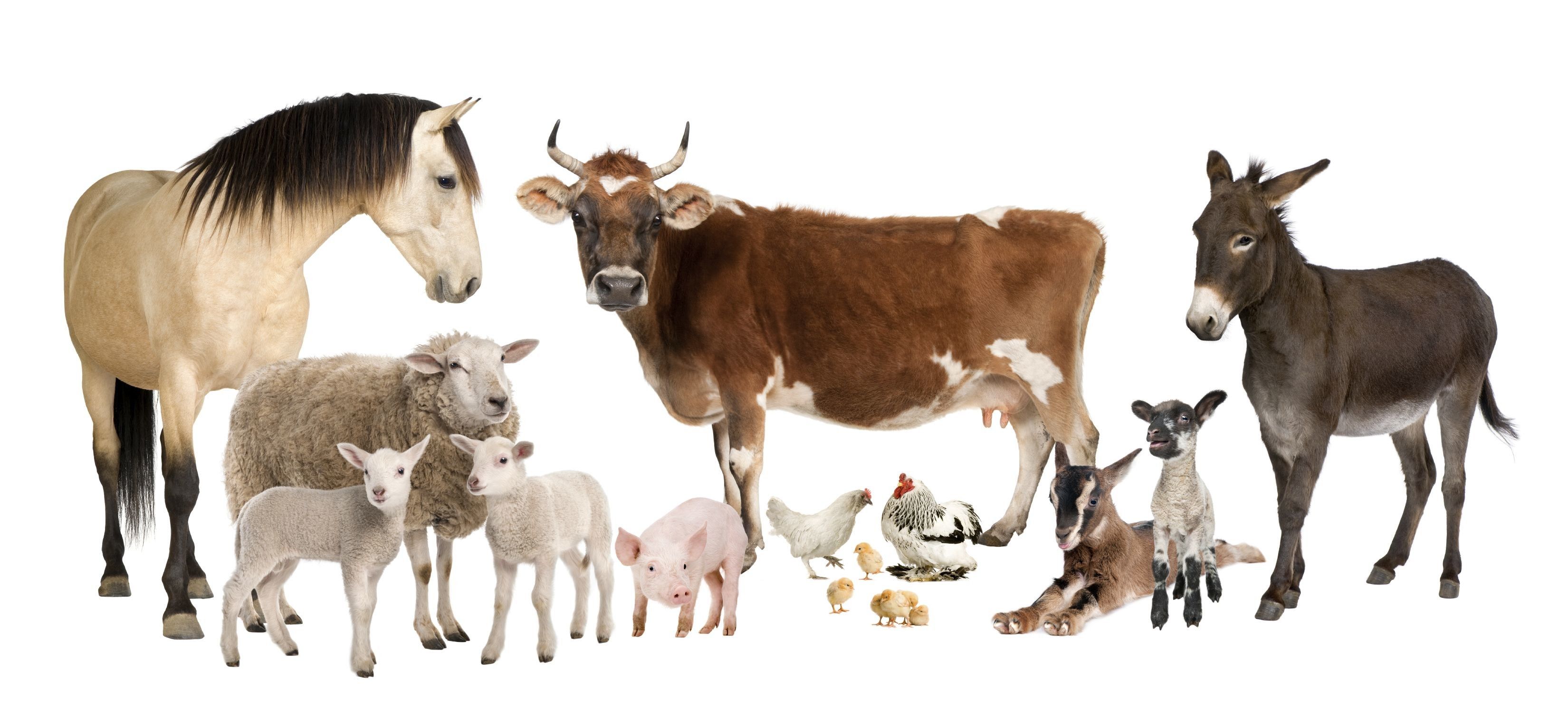 Farm Animal Wallpapers