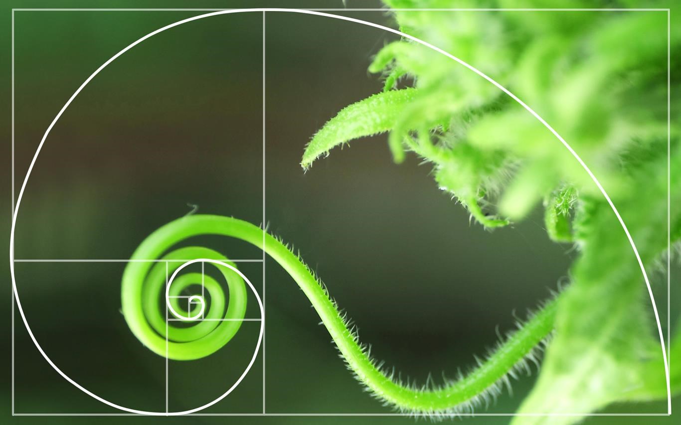 Fibonacci Sequence Wallpapers