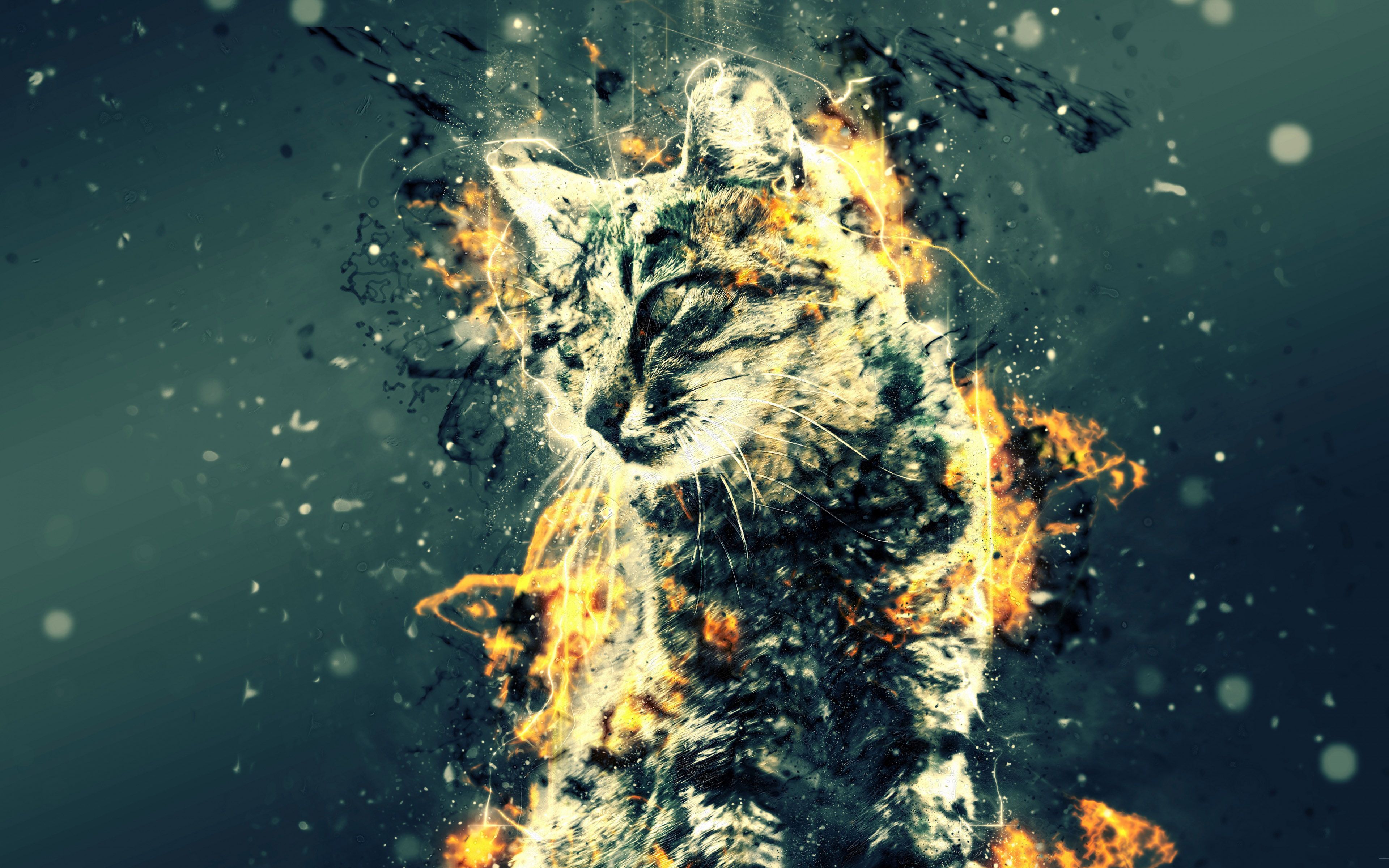 Fire Cat Wallpapers