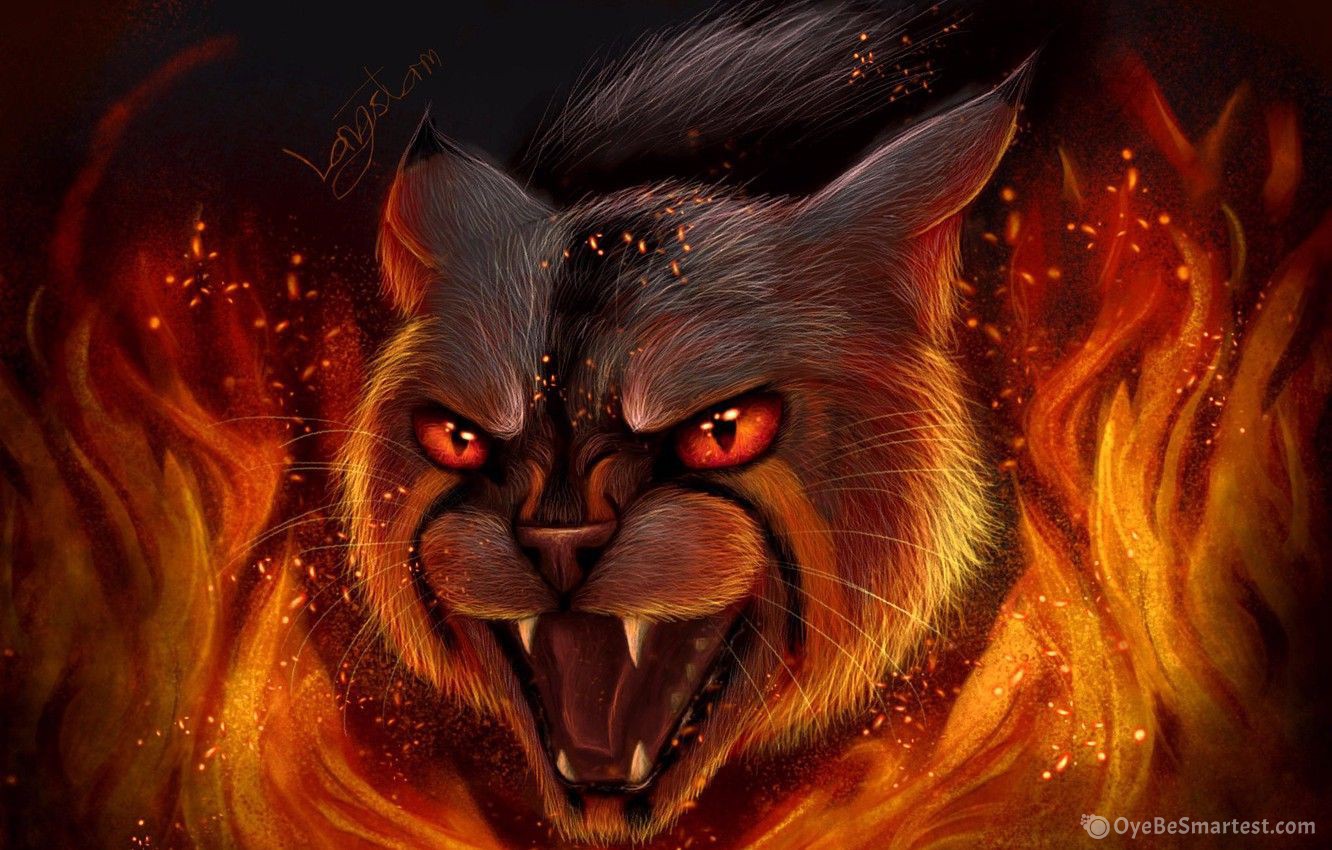 Fire Cat Wallpapers