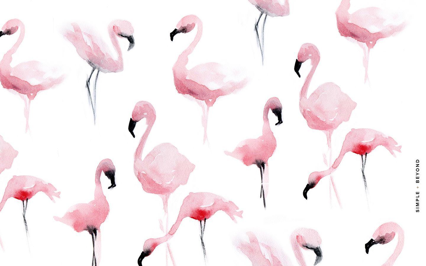 Flamingo Albert Wallpapers