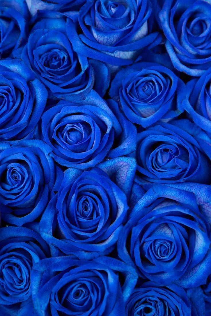 Floral Blue Wallpapers