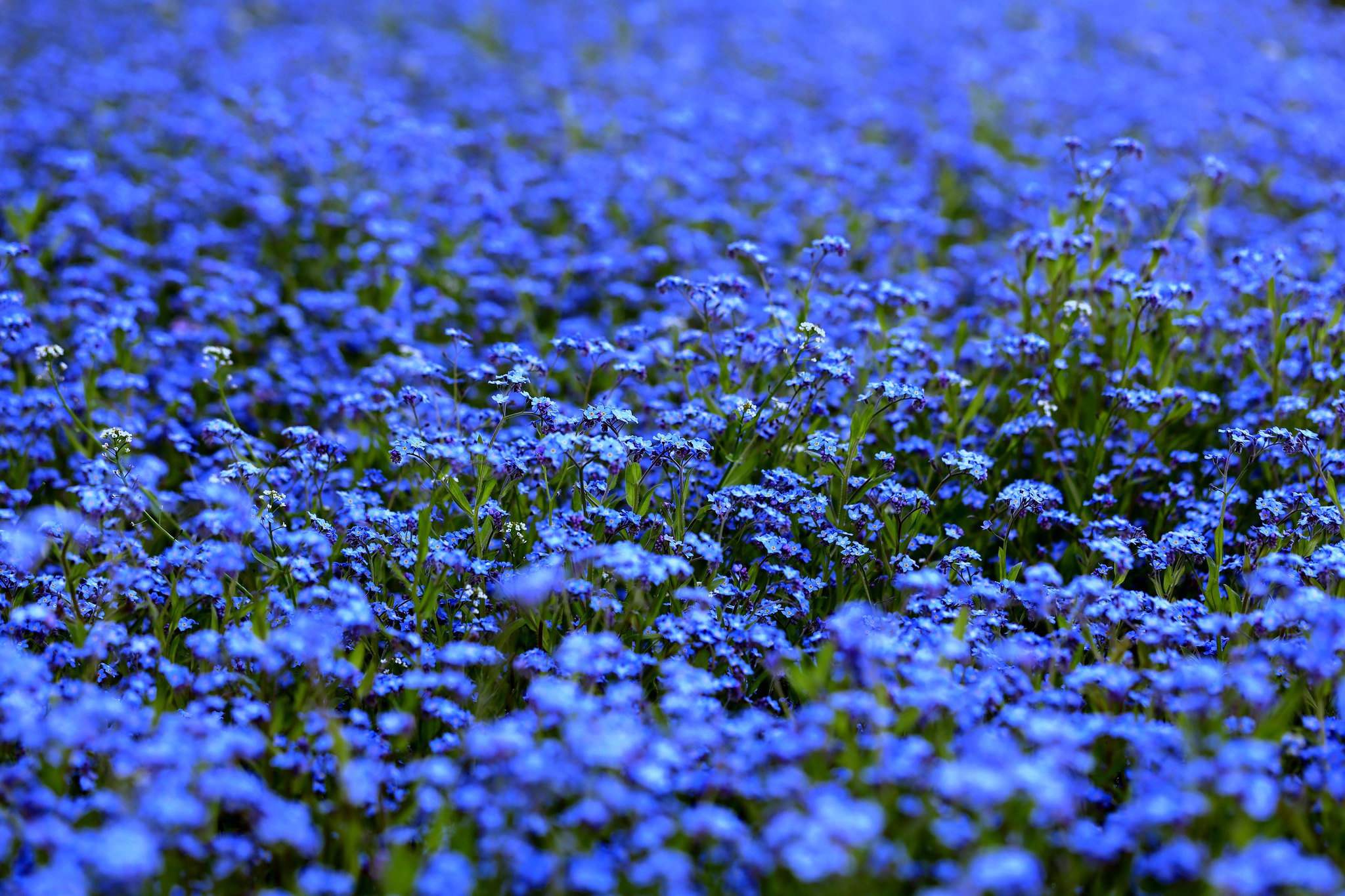 Floral Blue Wallpapers