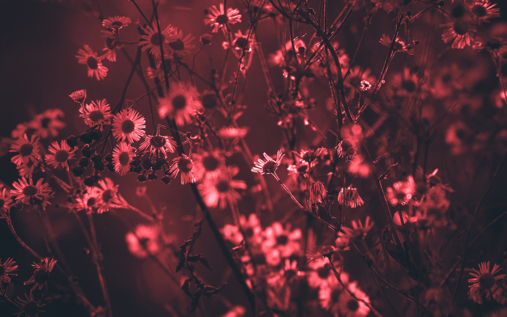 Floral Laptop Wallpapers