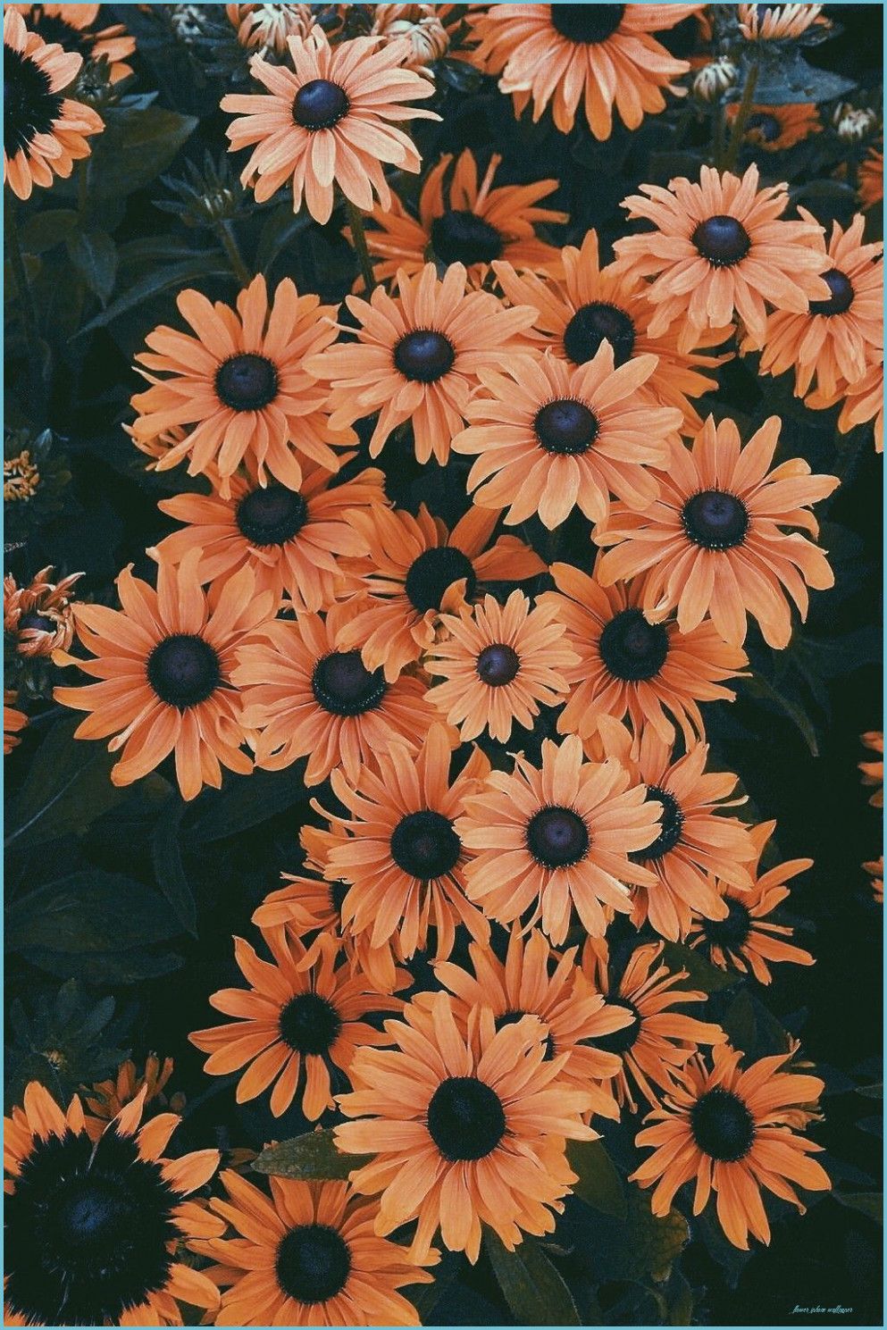 Floral Iphone Wallpapers