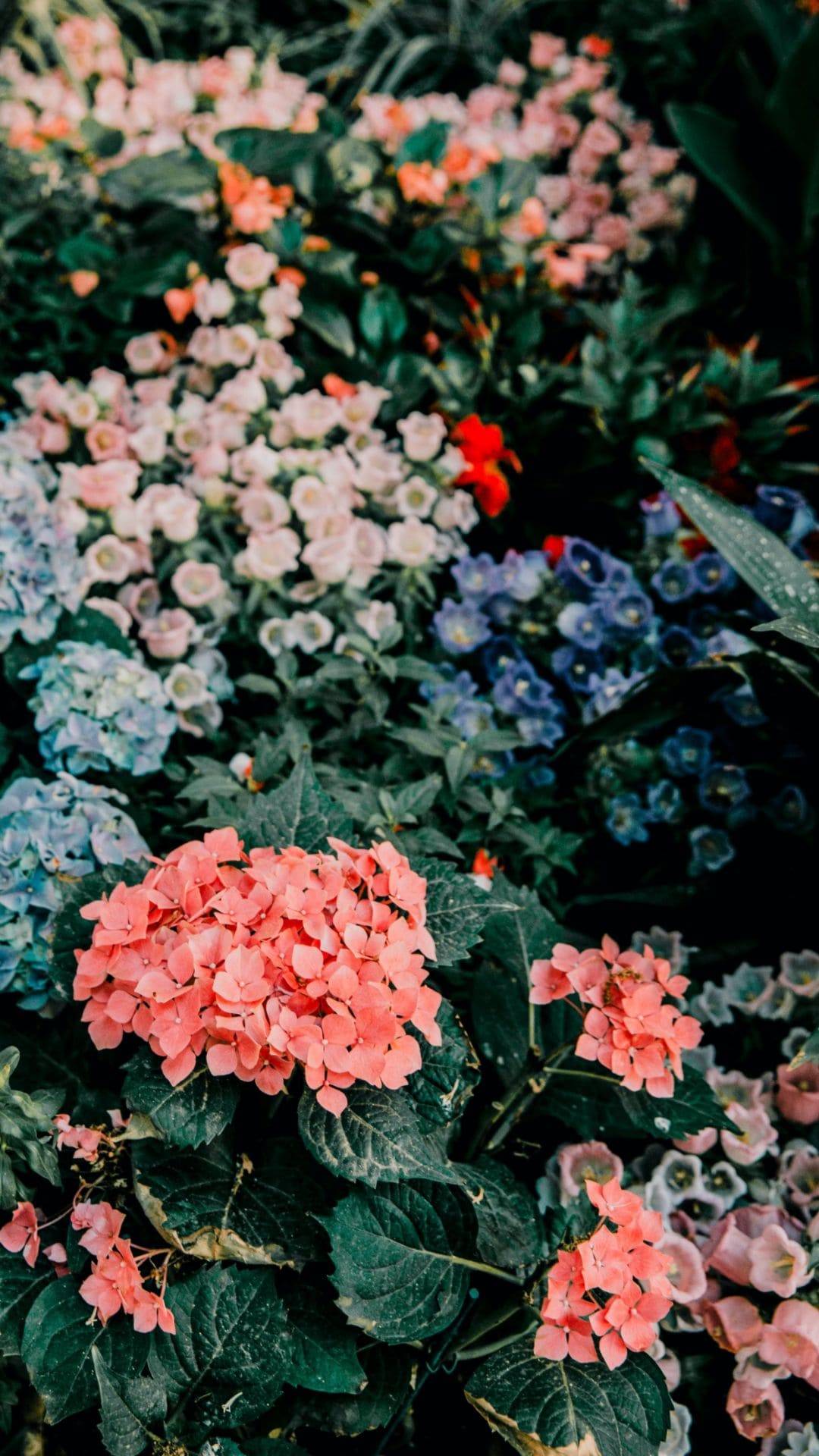 Floral Iphone Wallpapers