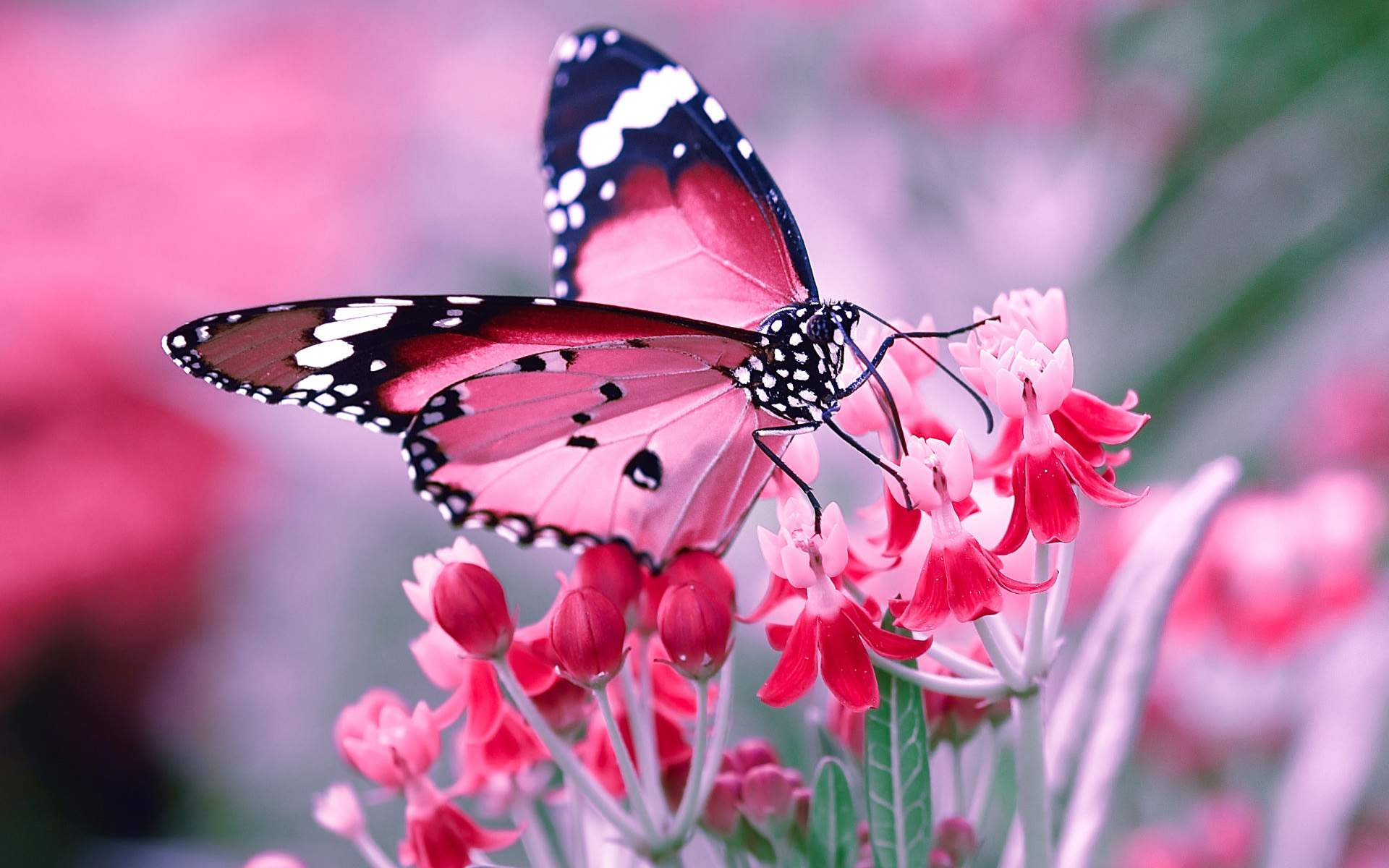 Flower And Butterfly Wallpapers