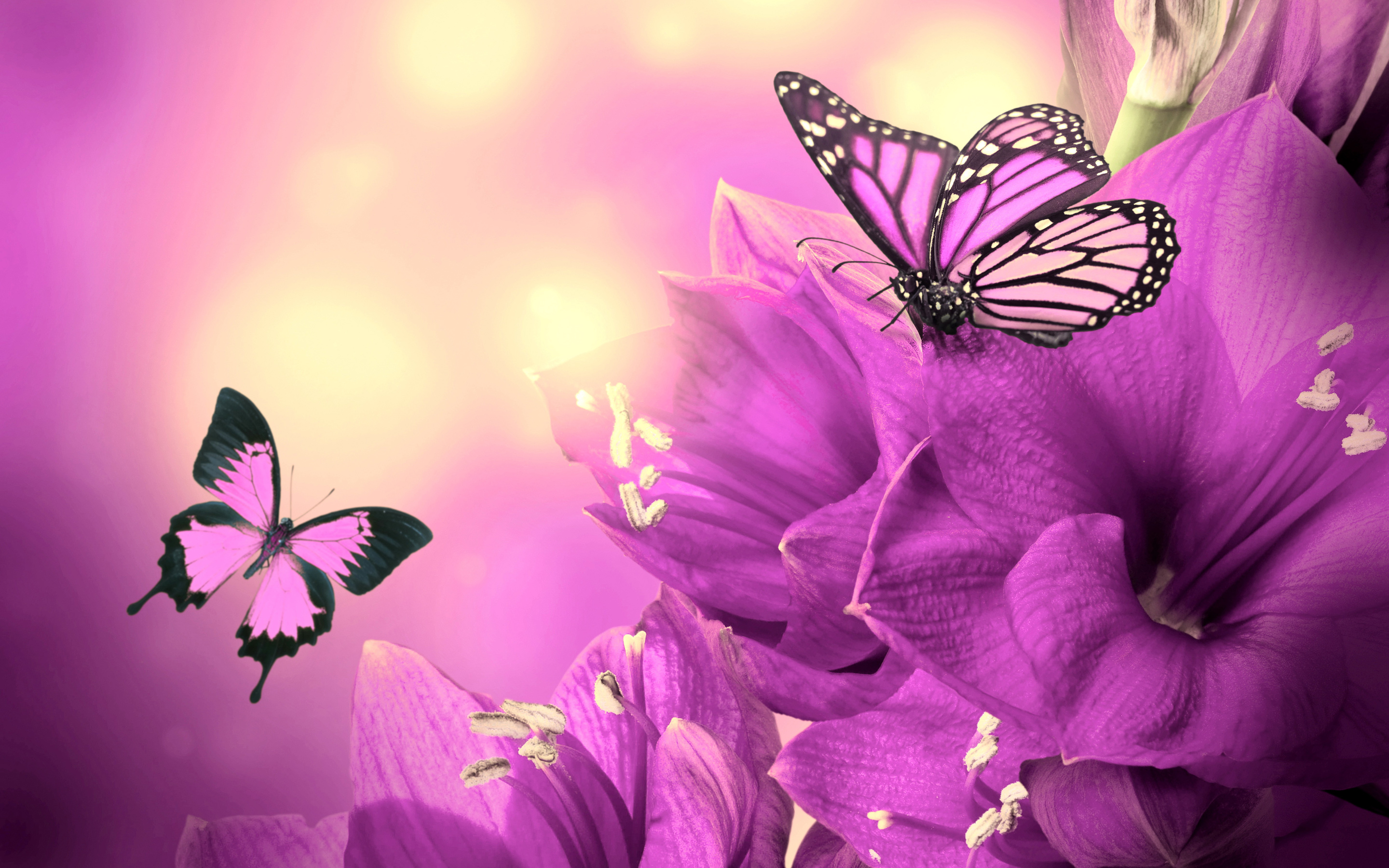 Flower And Butterfly Wallpapers