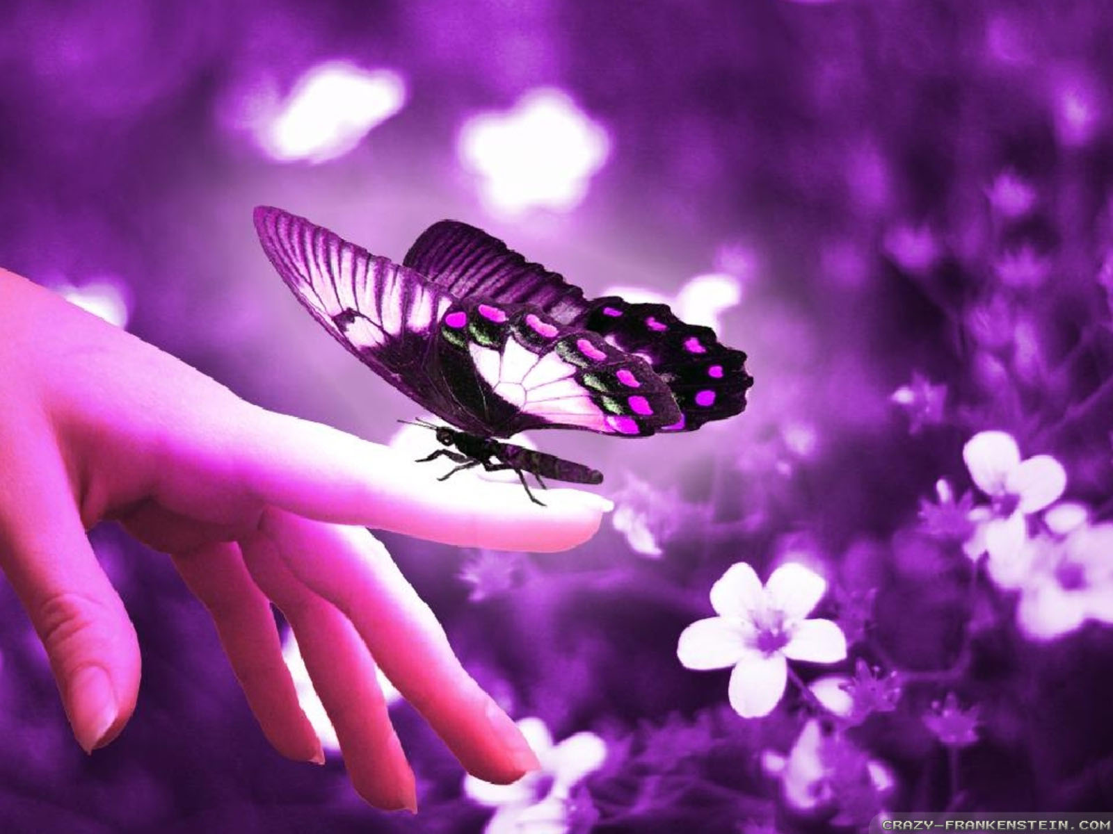 Flower And Butterfly Wallpapers