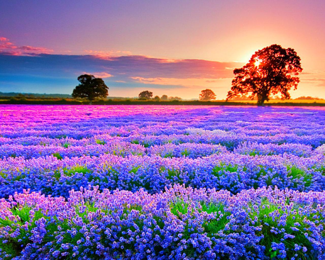 Flower Field Wallpapers