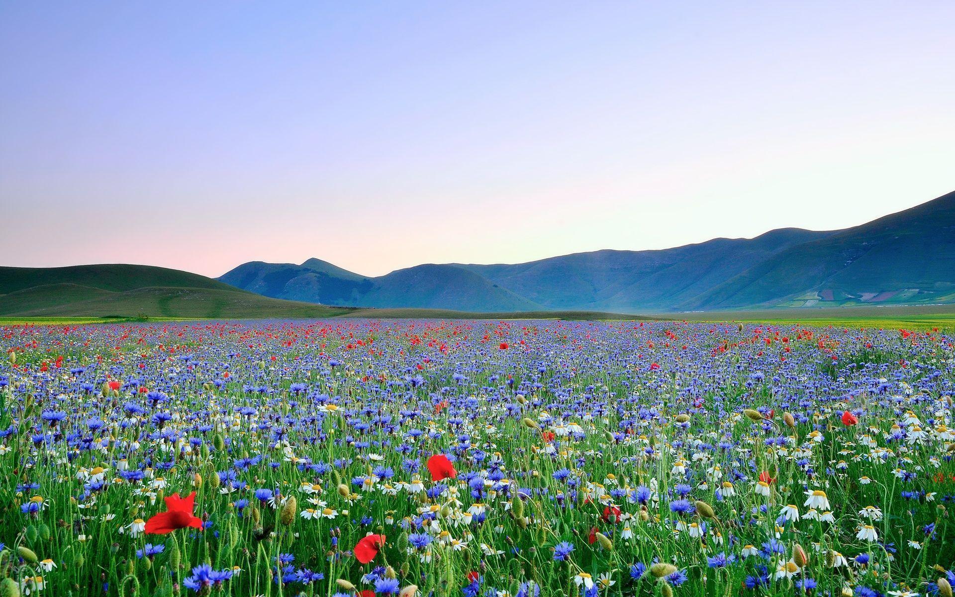 Flower Field Wallpapers