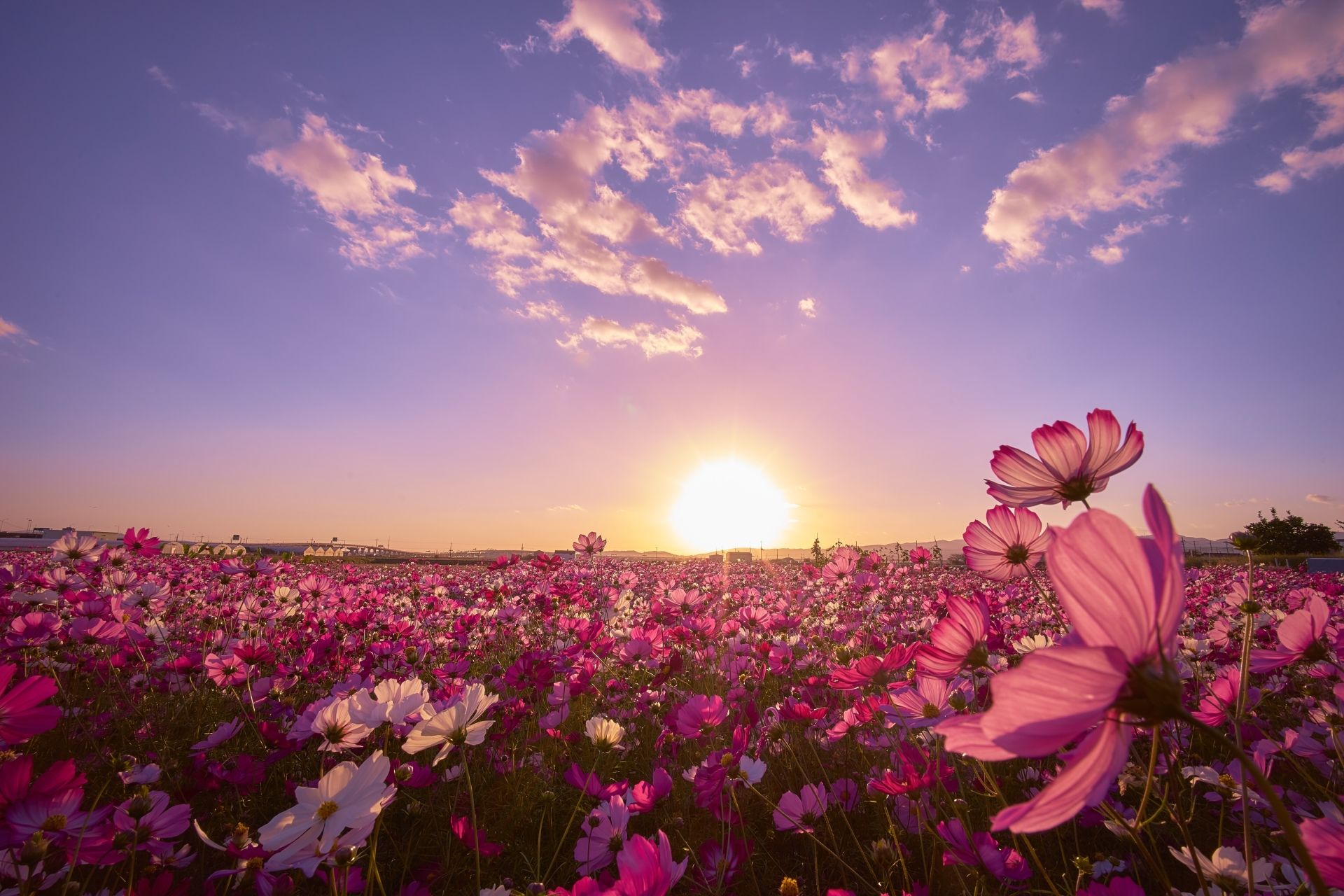 Flower Field Wallpapers