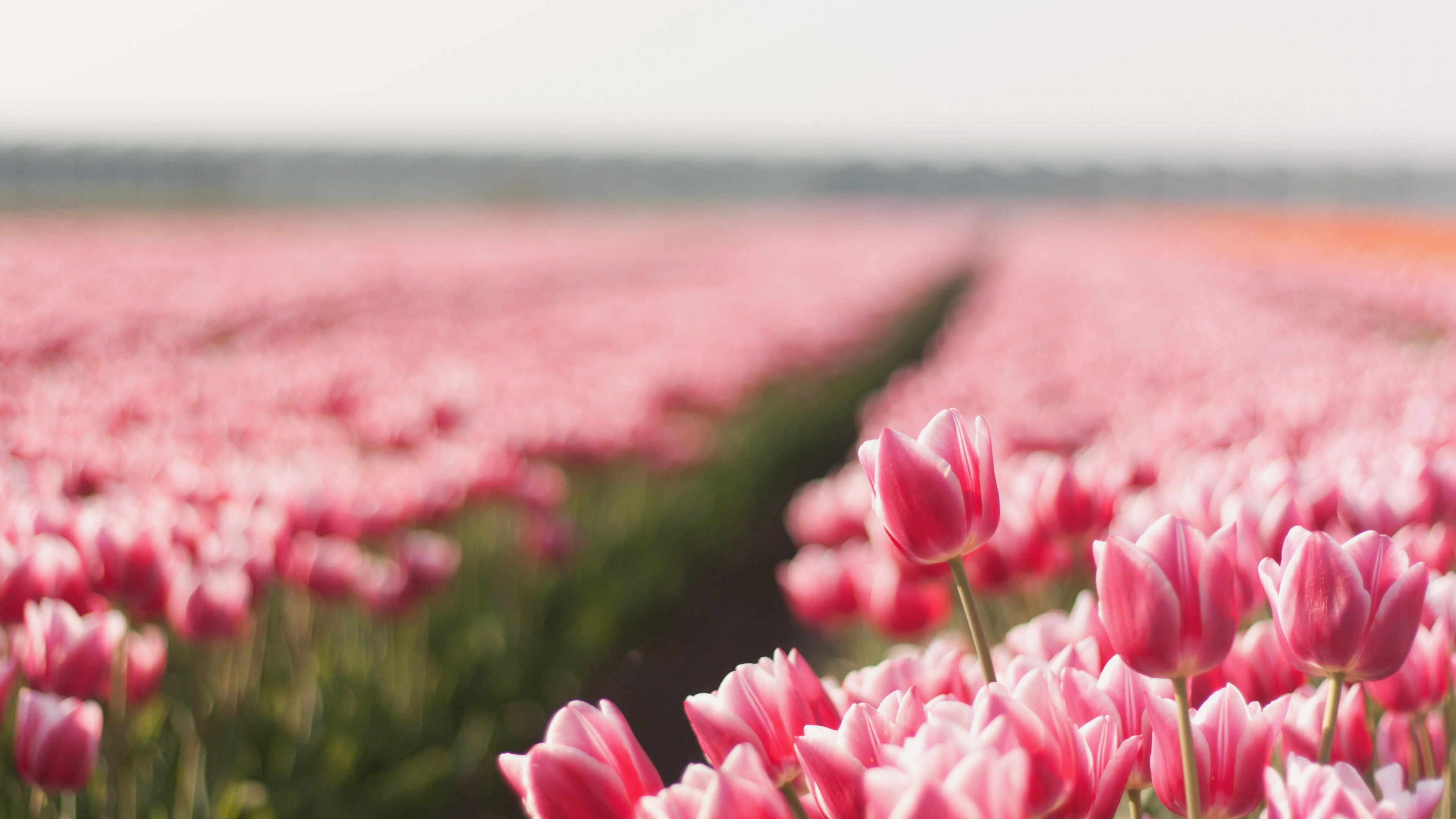 Flower Field Wallpapers