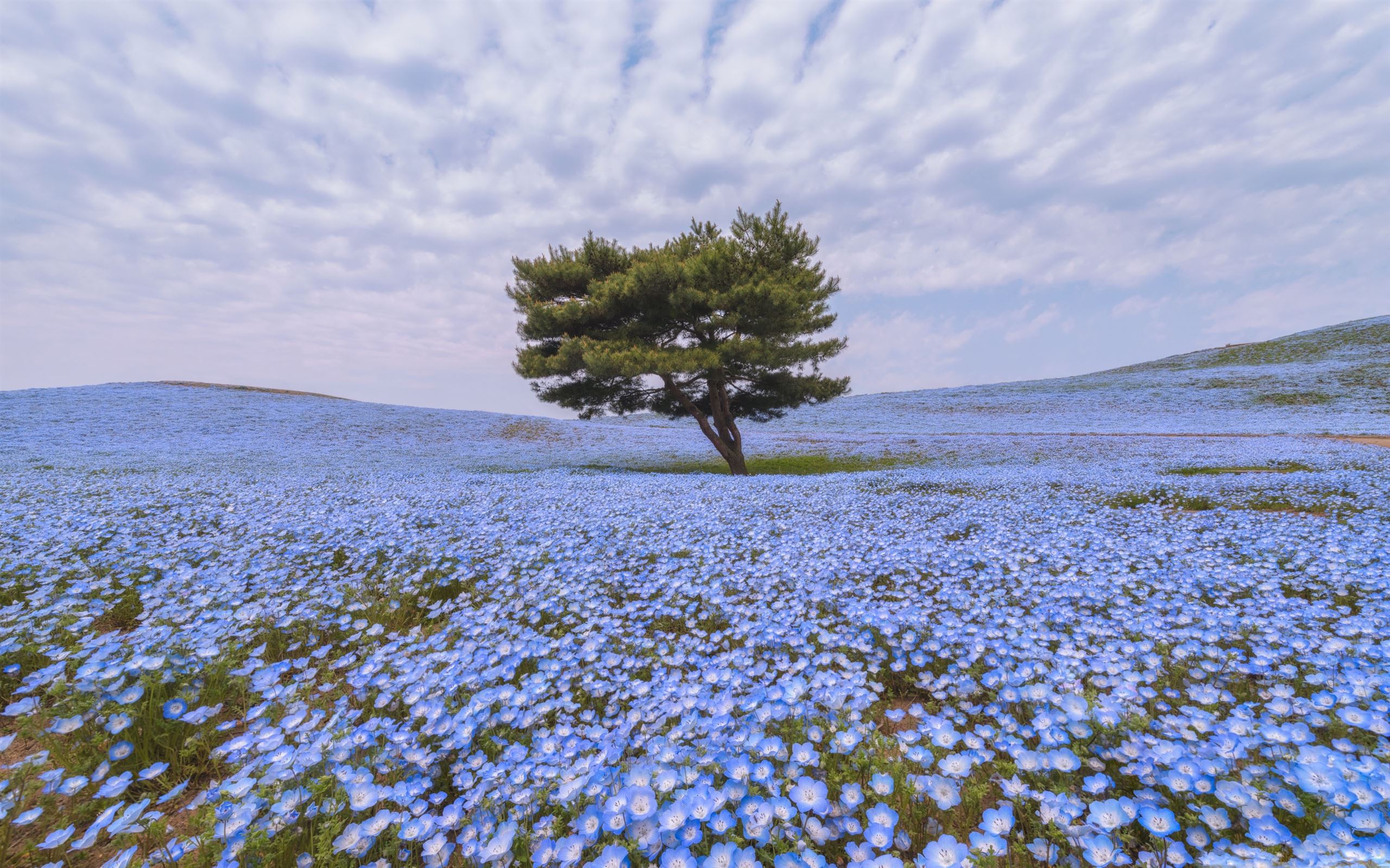 Flower Field Wallpapers