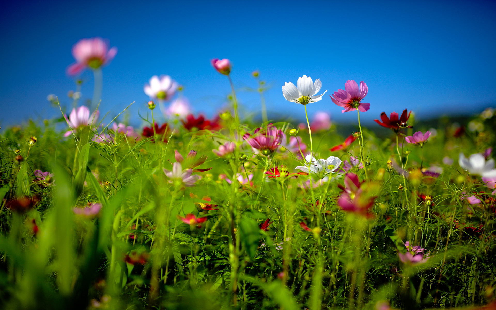 Flower Field Wallpapers