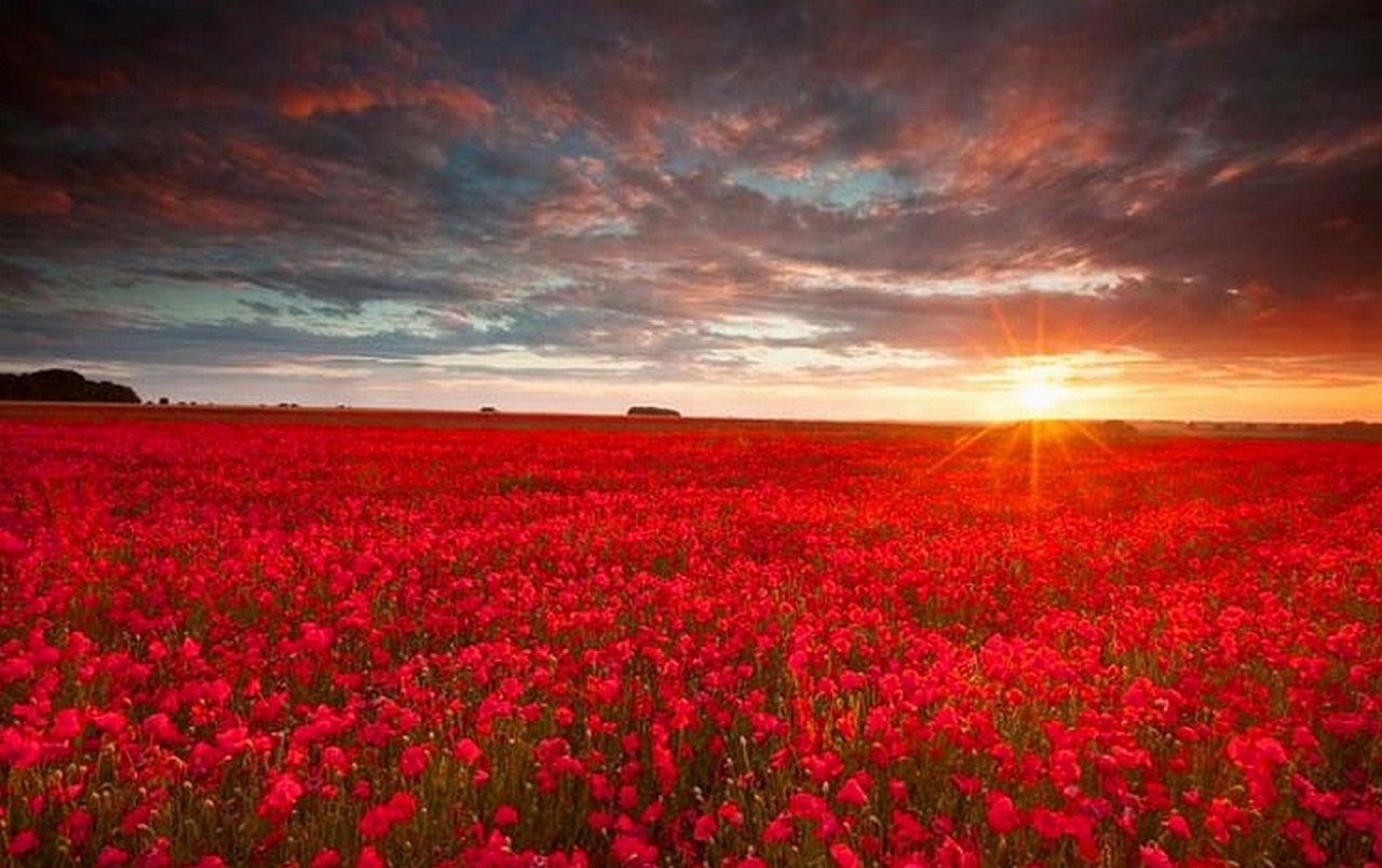 Flower Field Wallpapers