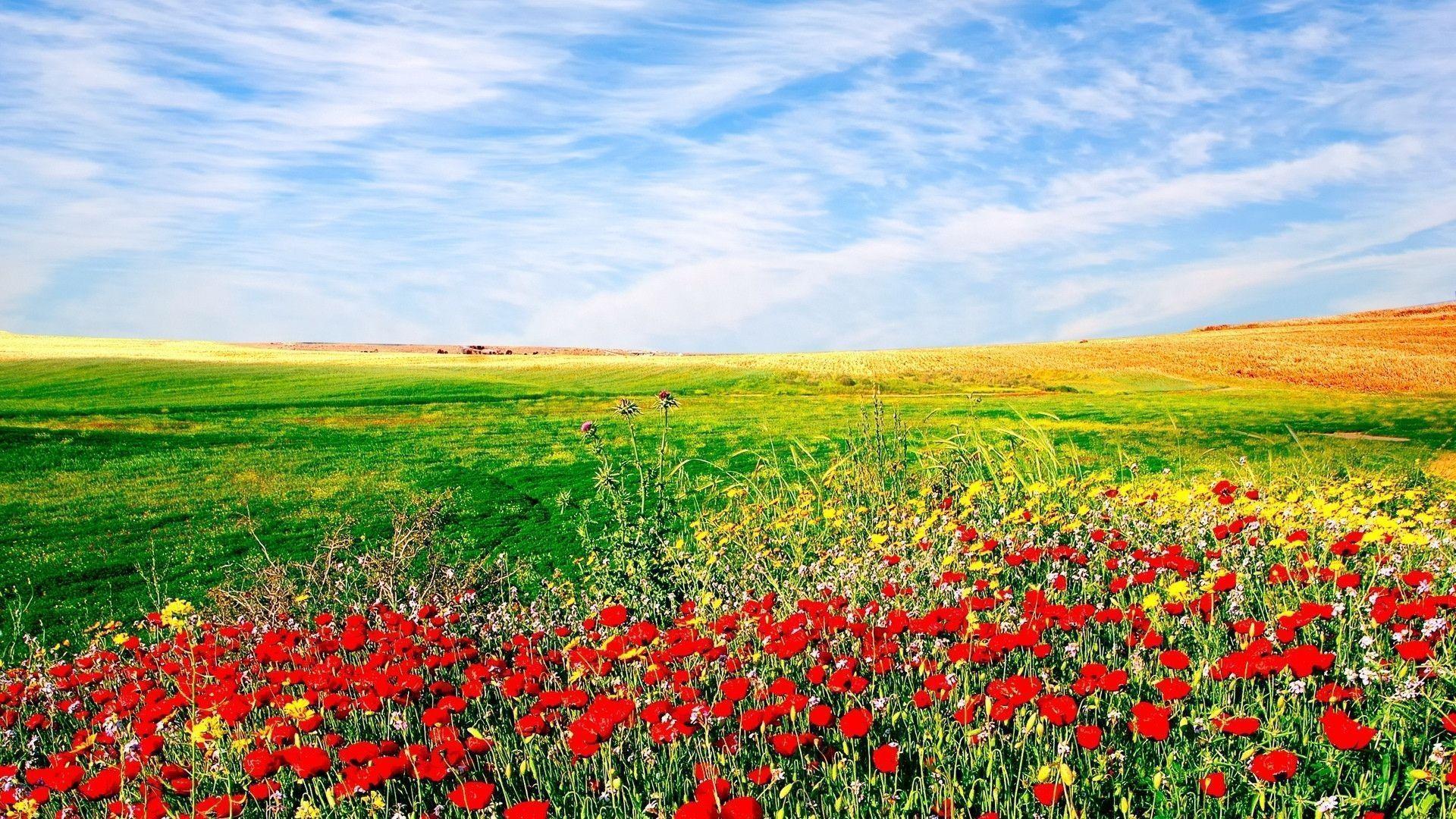 Flower Field Wallpapers