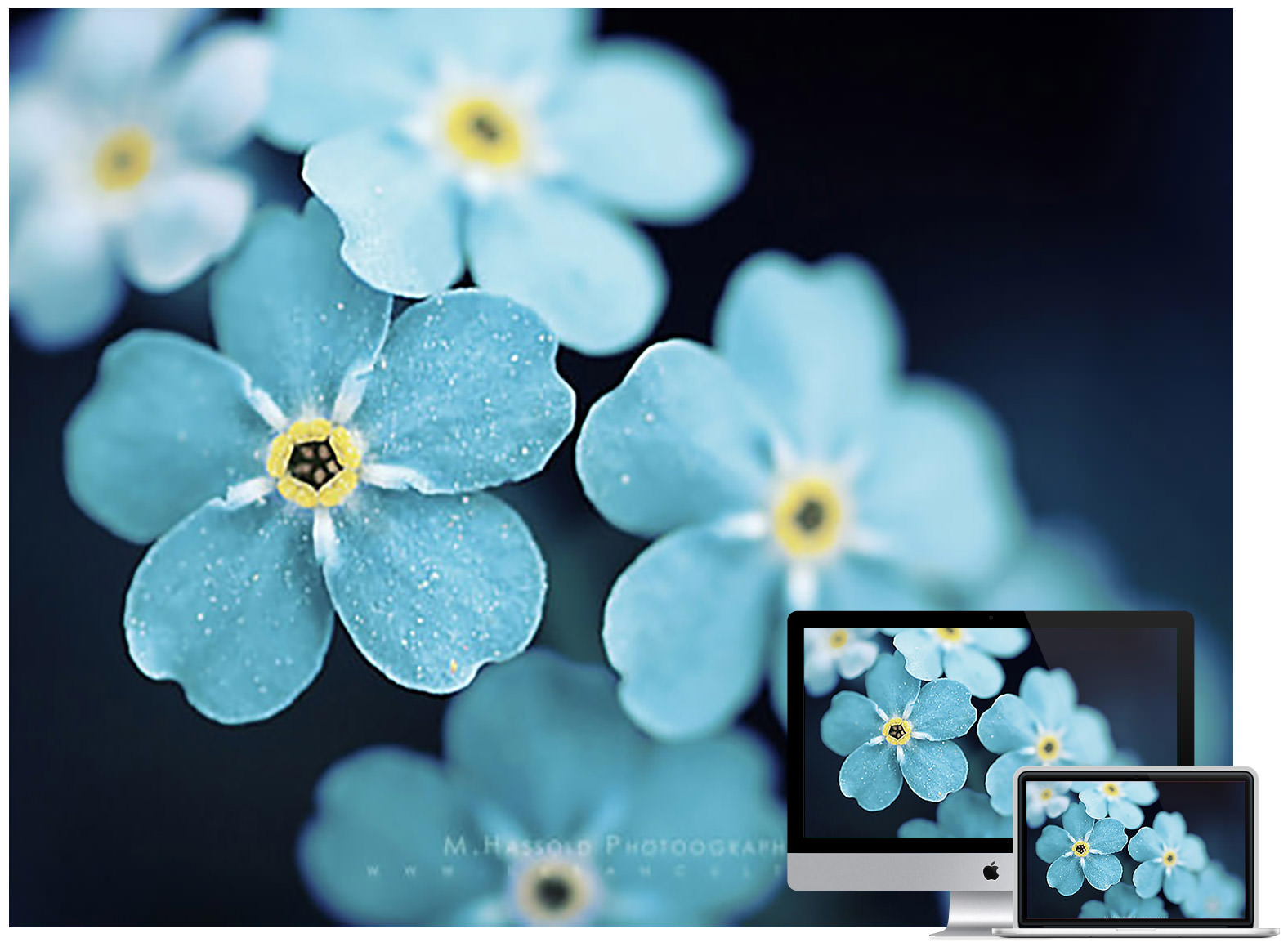 Flower Desktop Wallpapers