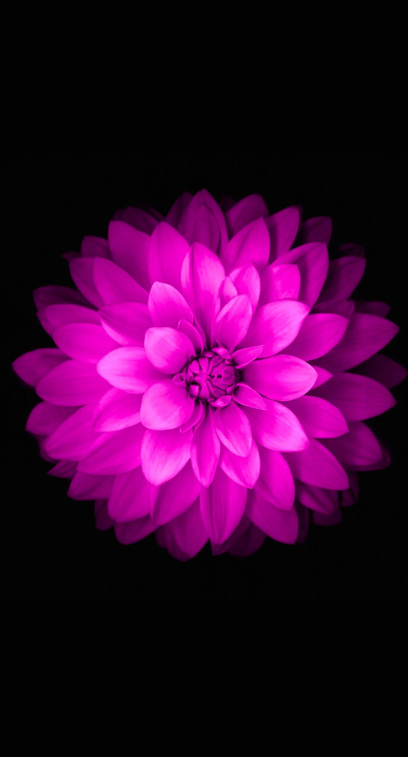 Flower Iphone 5 Wallpapers