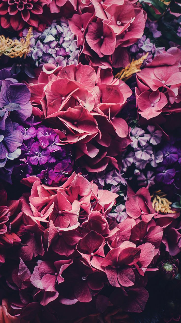 Flower Iphone 5 Wallpapers