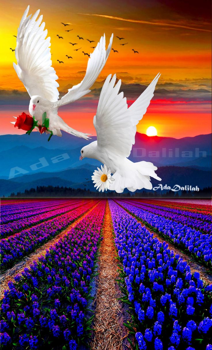 Flowers And Birds Wallpapers