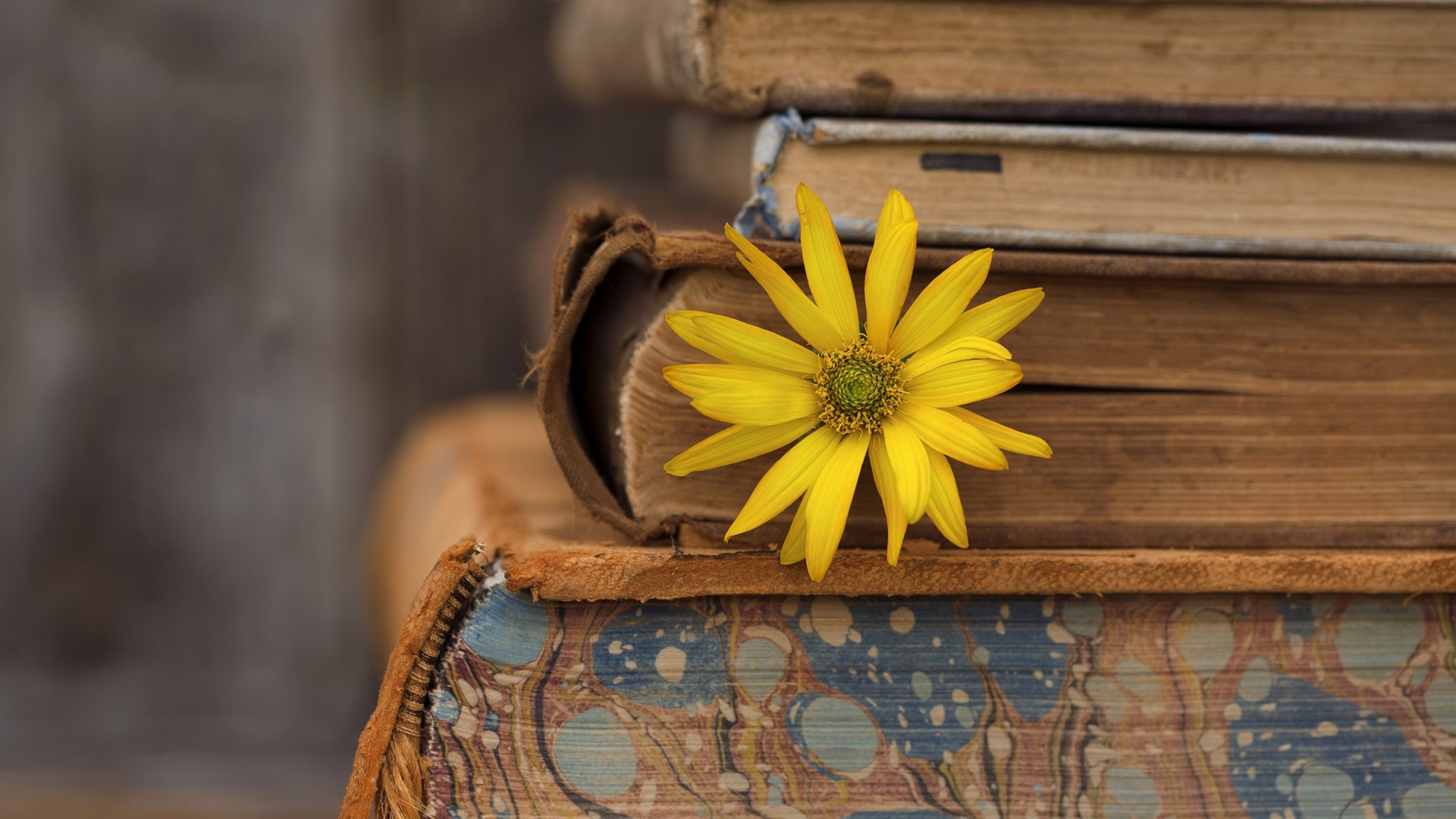 Flowers And Books Wallpapers