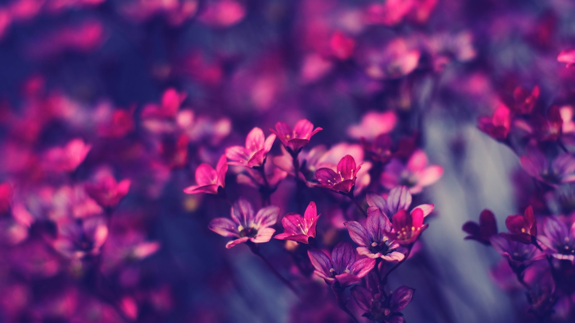 Flowers Computer Wallpapers