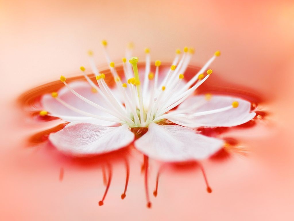 Flowers Computer Wallpapers