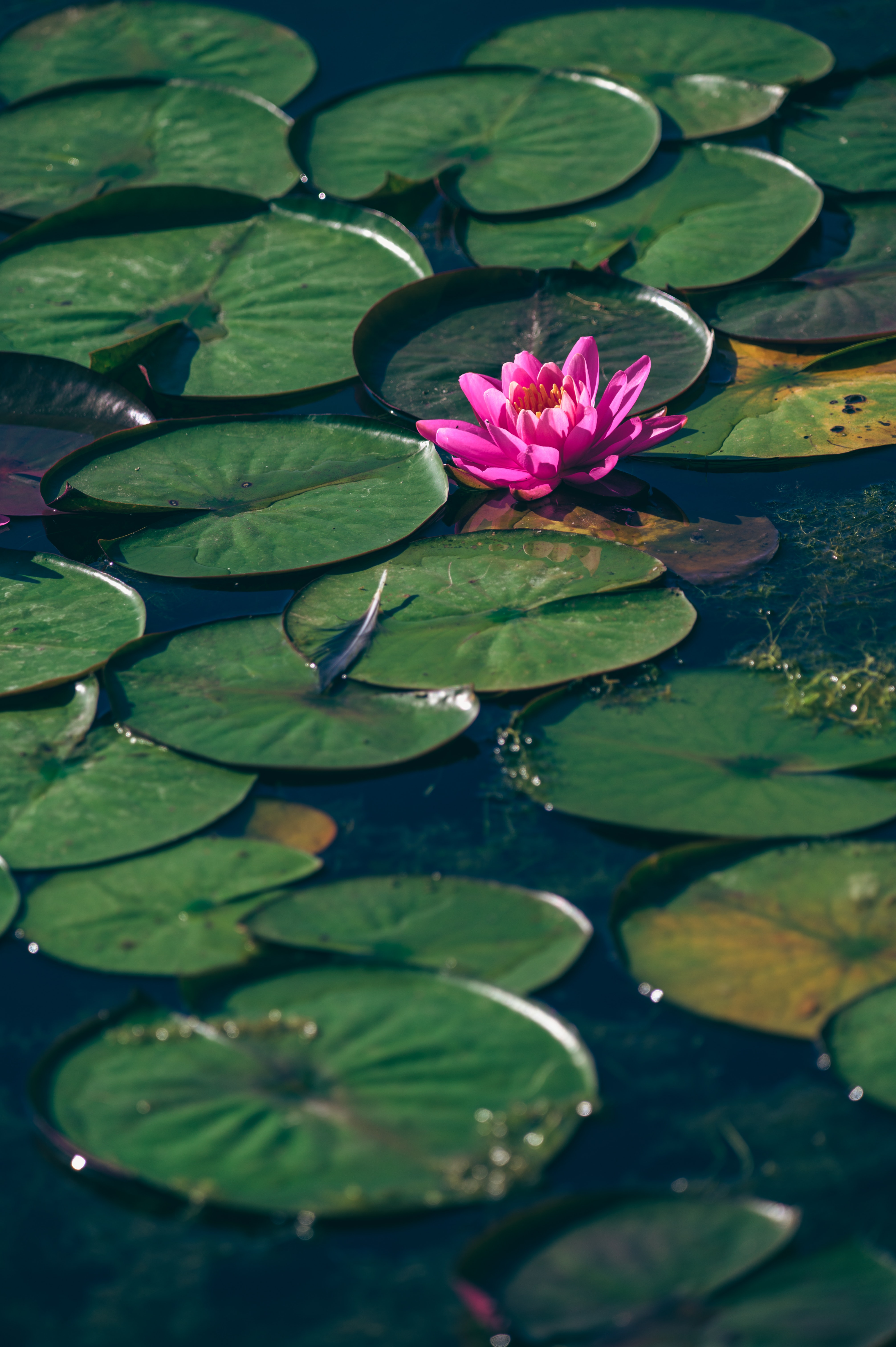 Flowers In Water Aesthetic Wallpapers