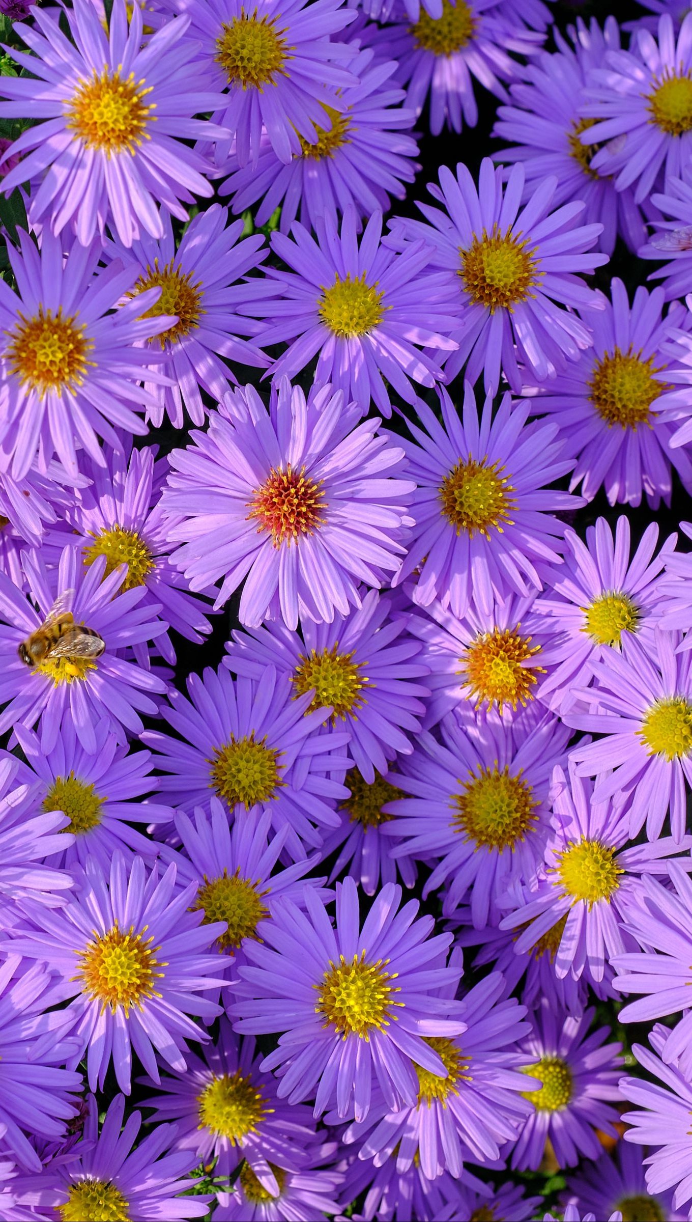 Flowers Vertical Wallpapers