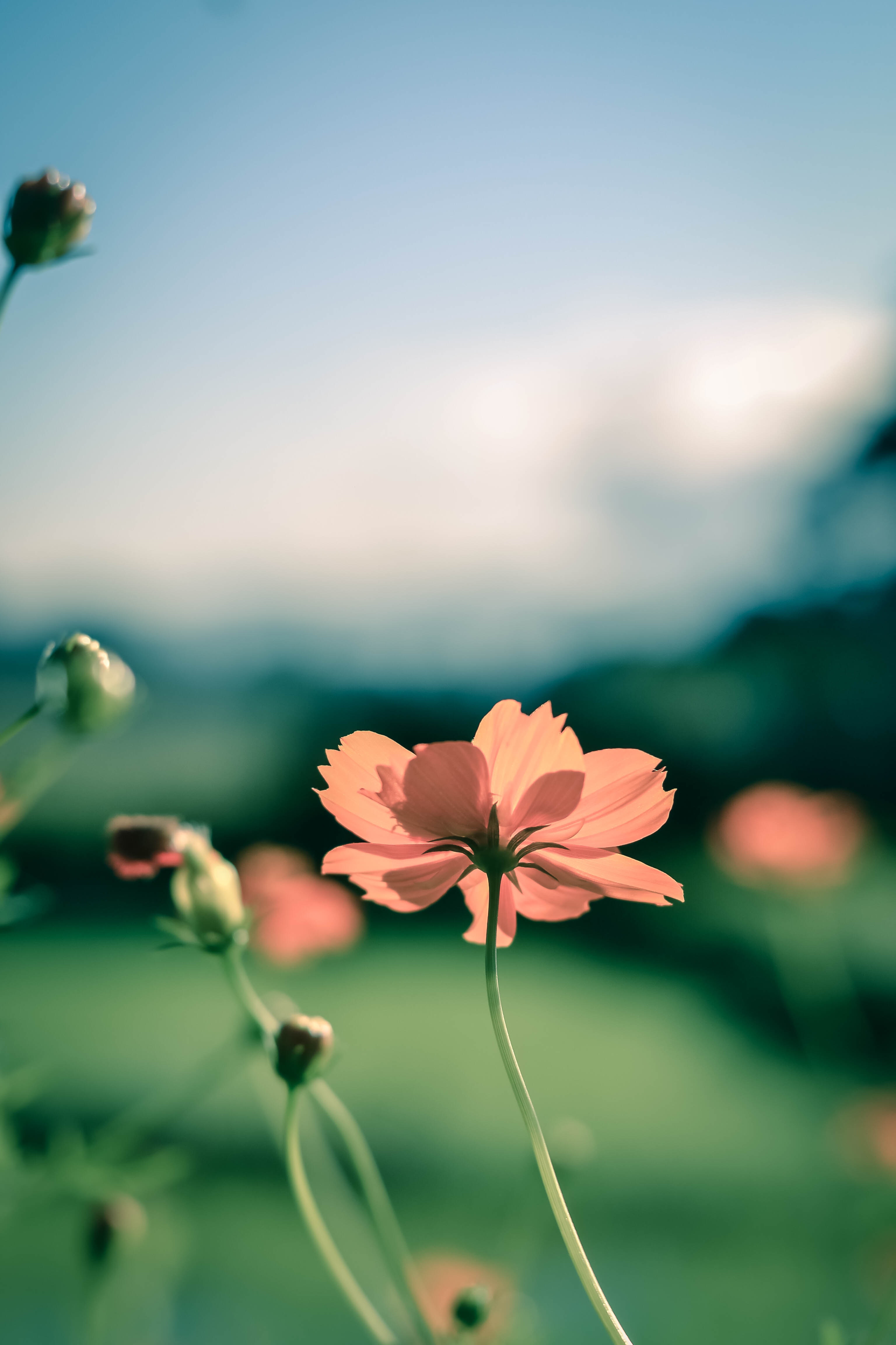 Flowers Vertical Wallpapers