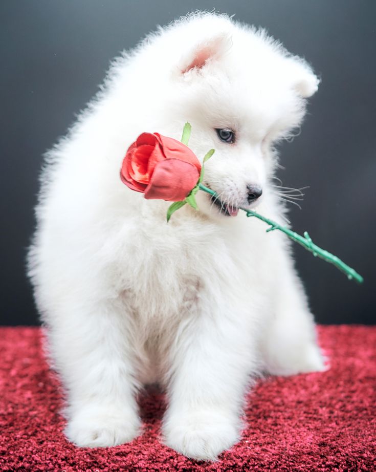 Fluffy Adorable Puppies Wallpapers