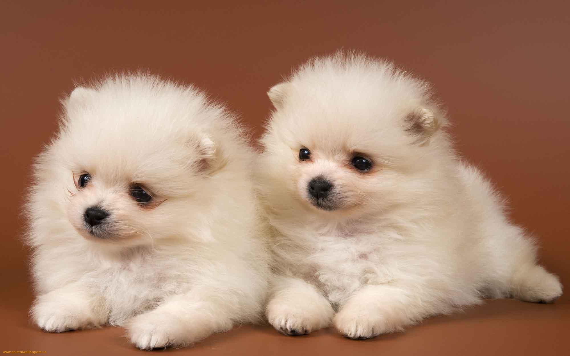 Fluffy Adorable Puppies Wallpapers