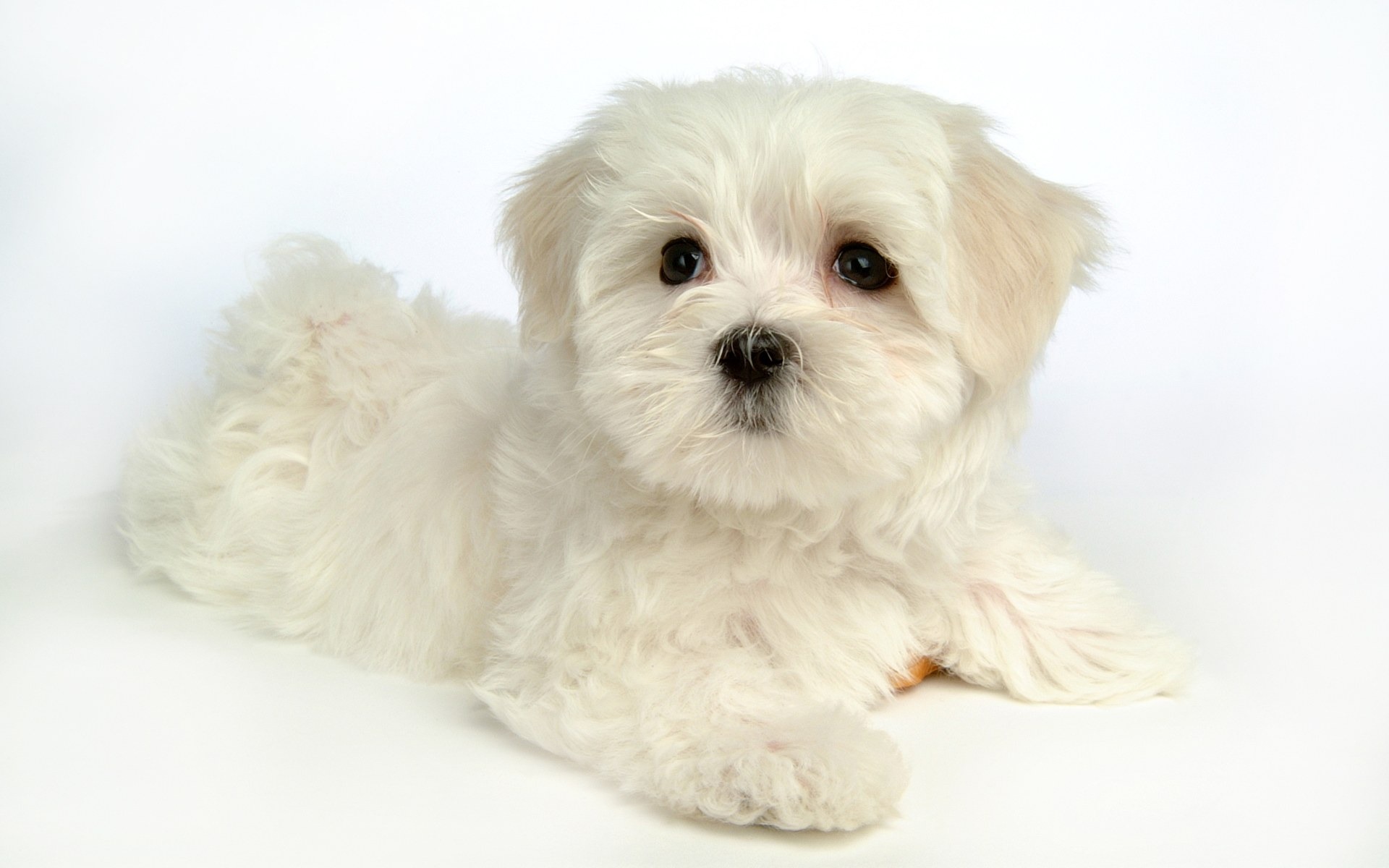 Fluffy Adorable Puppies Wallpapers