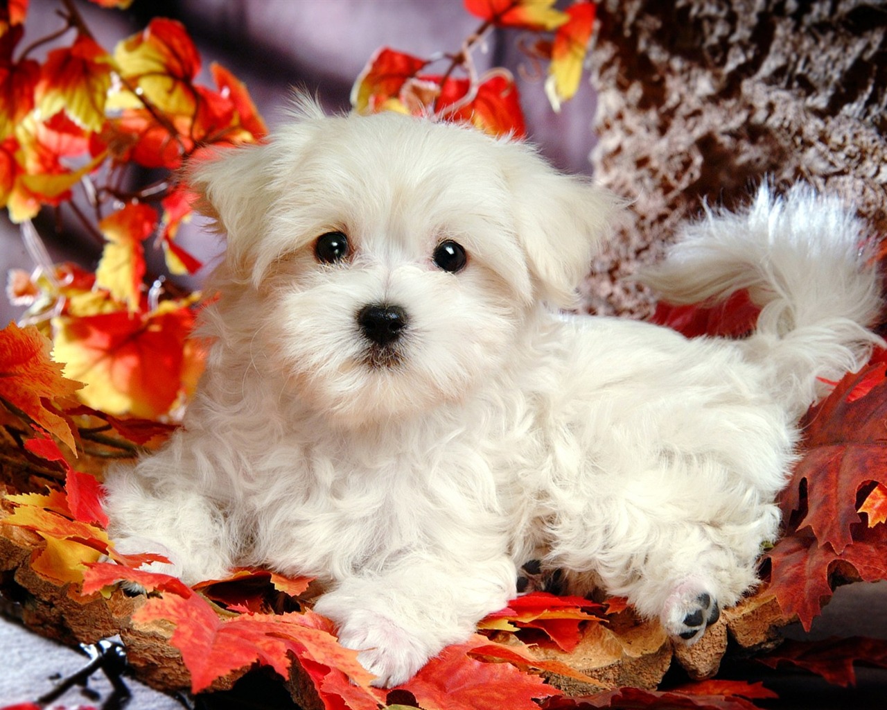 Fluffy Adorable Puppies Wallpapers