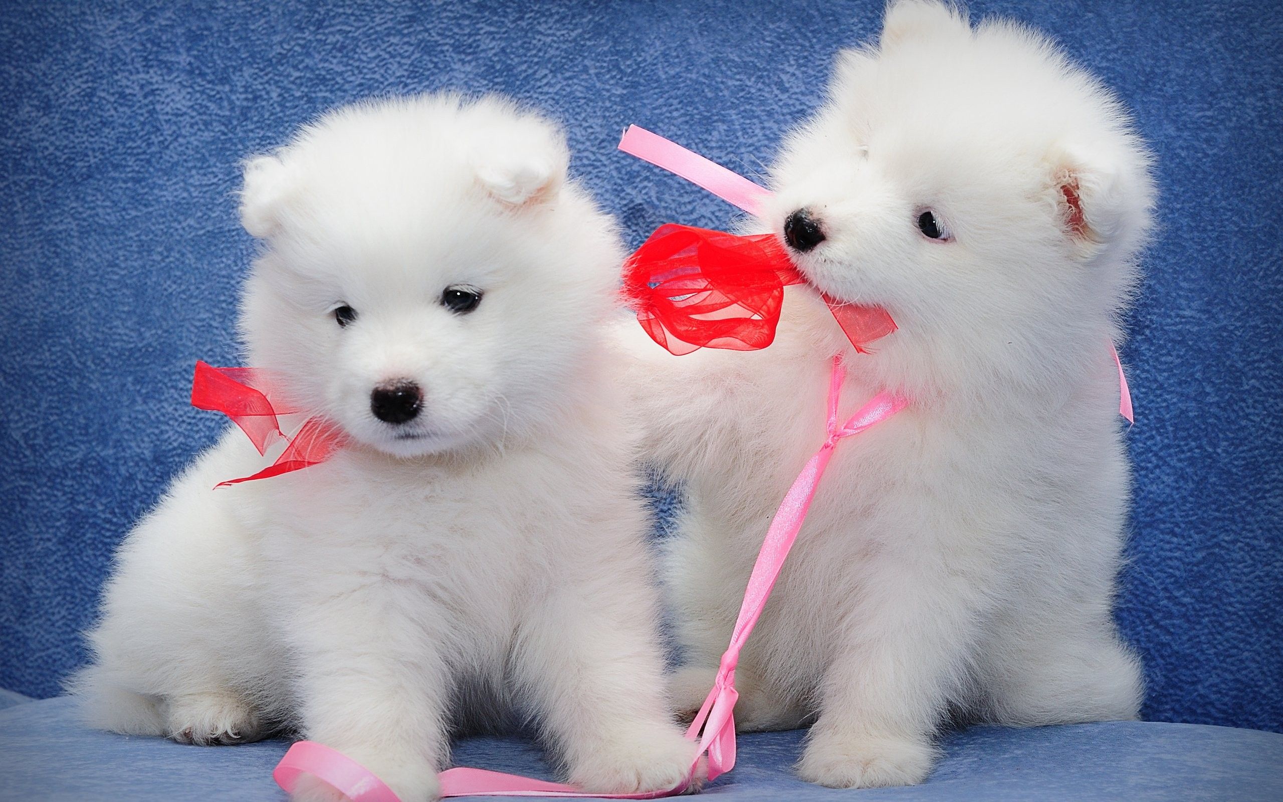 Fluffy Adorable Puppies Wallpapers