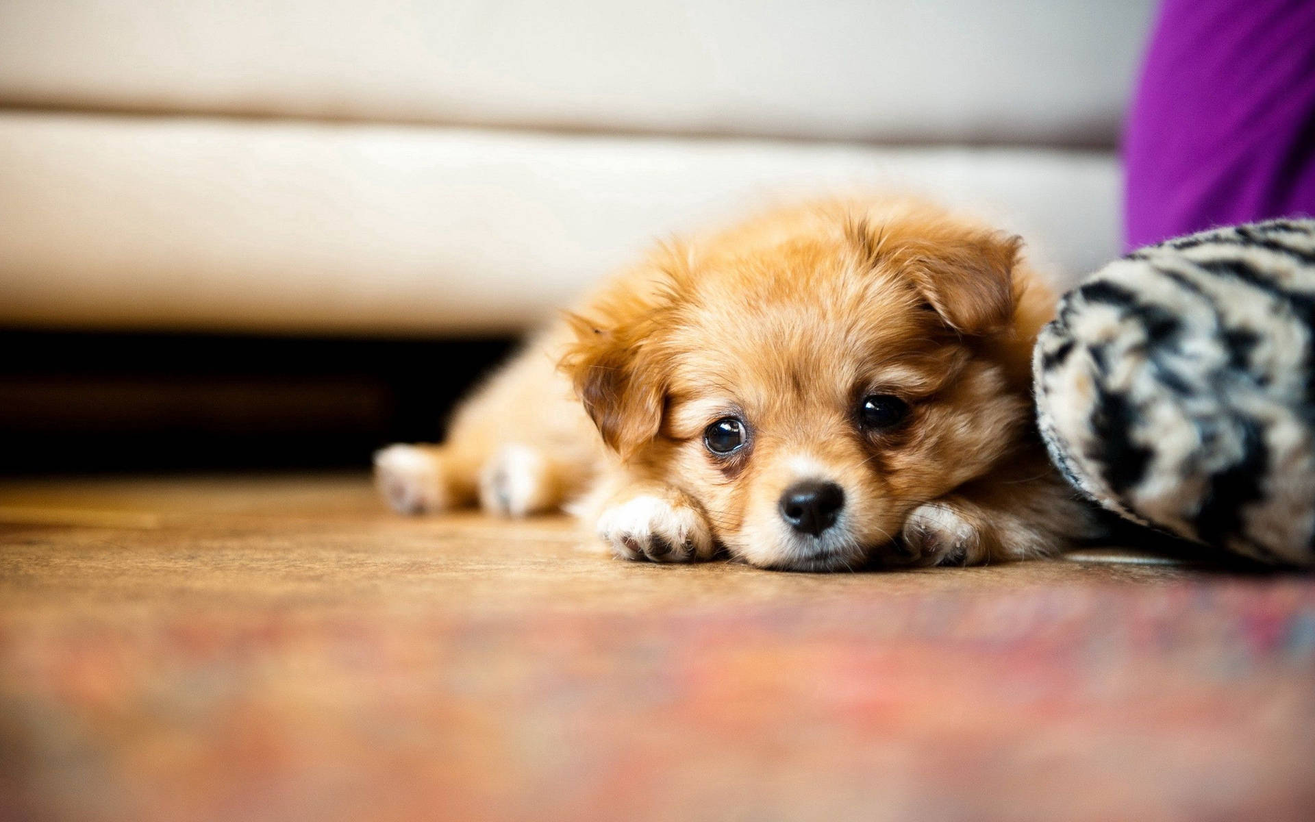 Fluffy Adorable Puppies Wallpapers