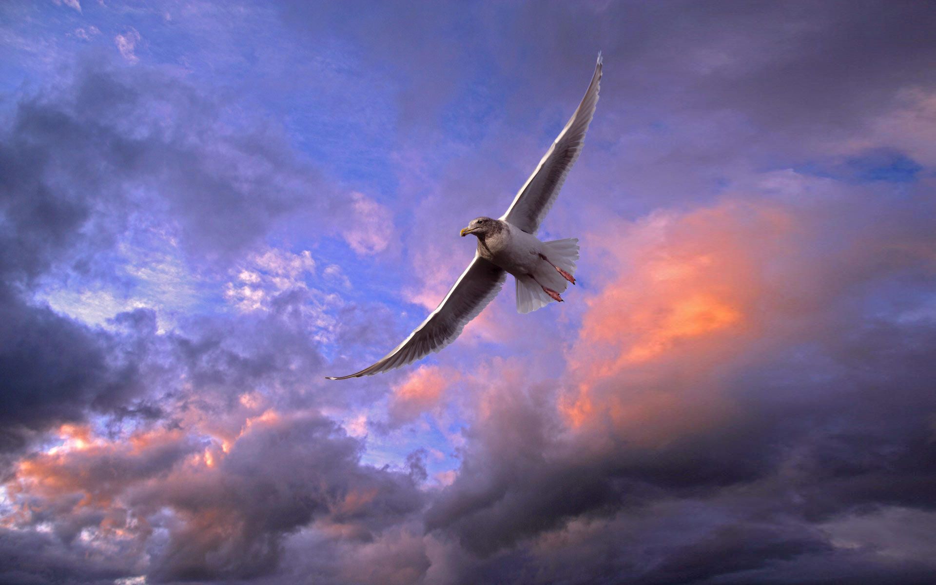 Flying Birds Wallpapers