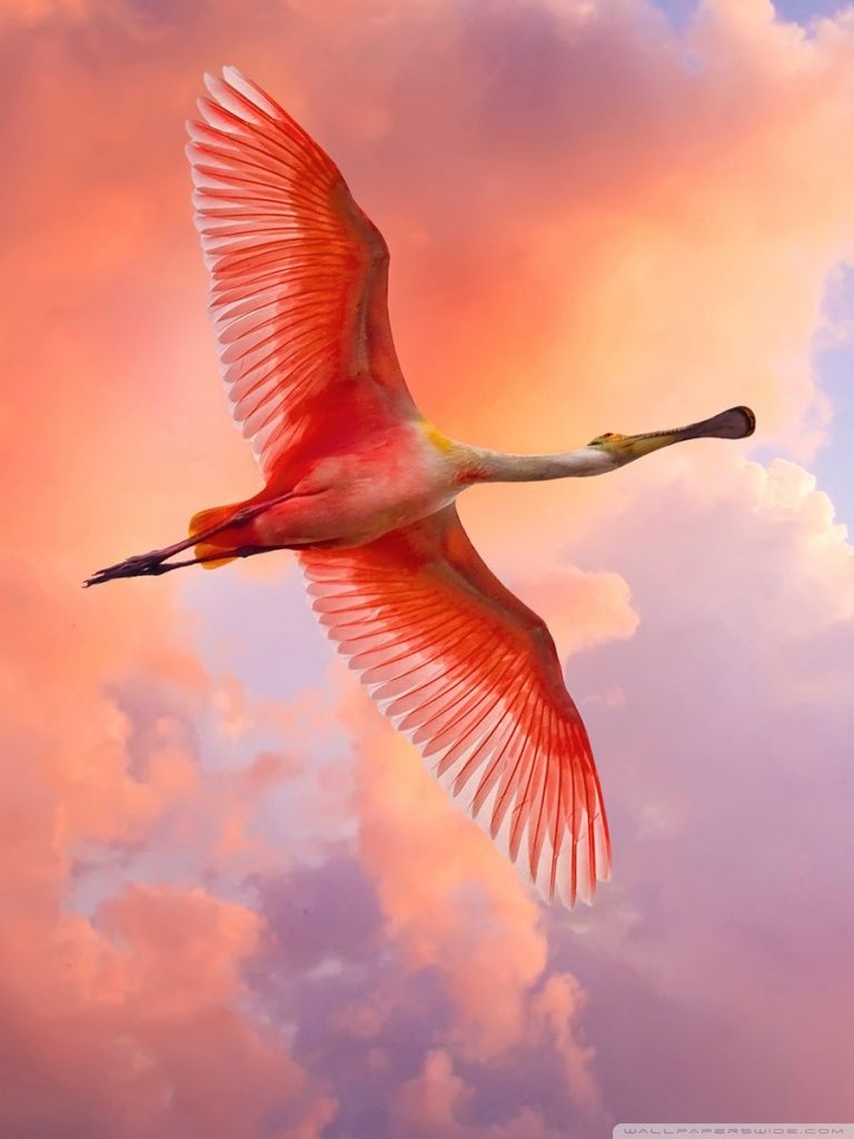 Flying Birds Wallpapers