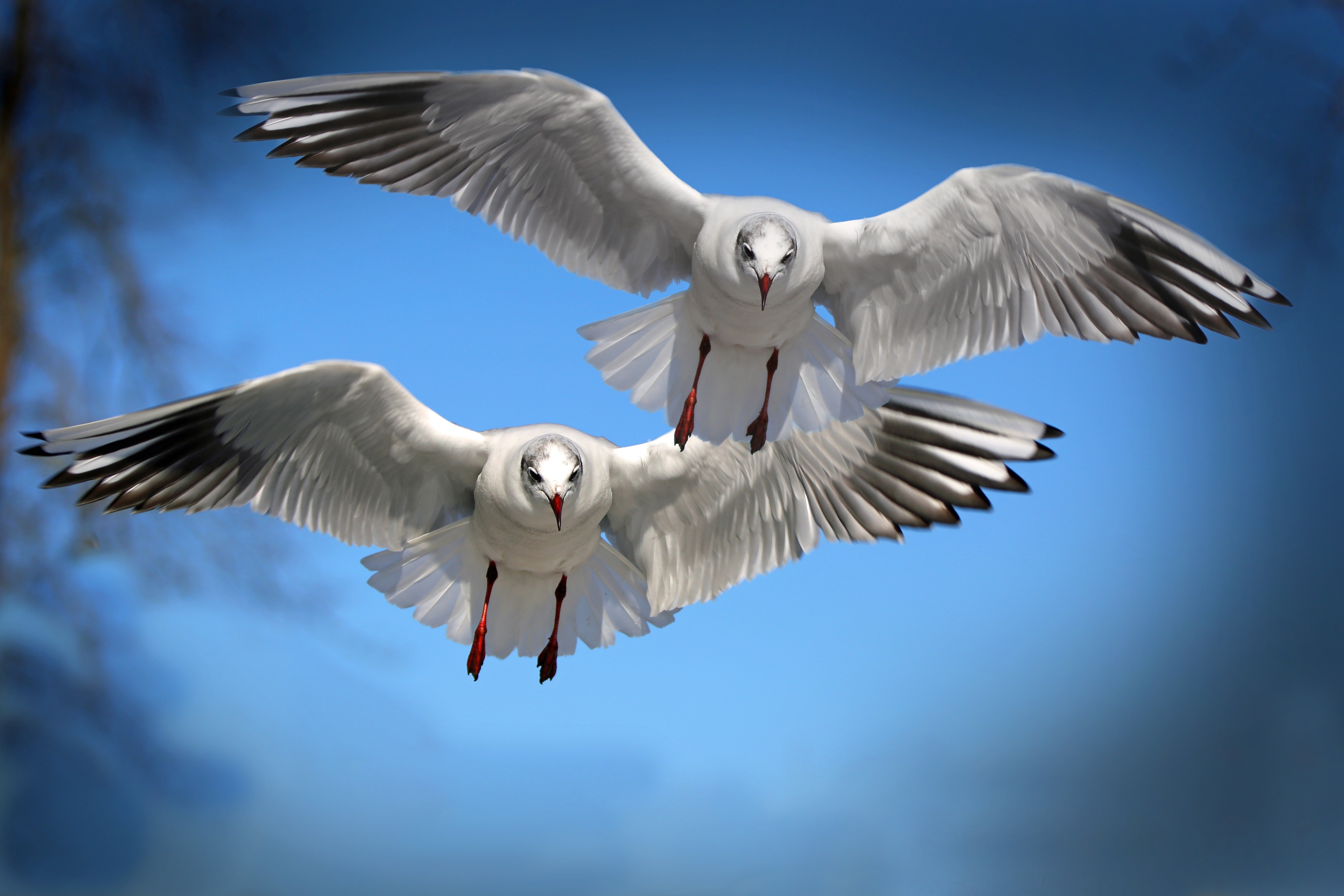 Flying Birds Wallpapers