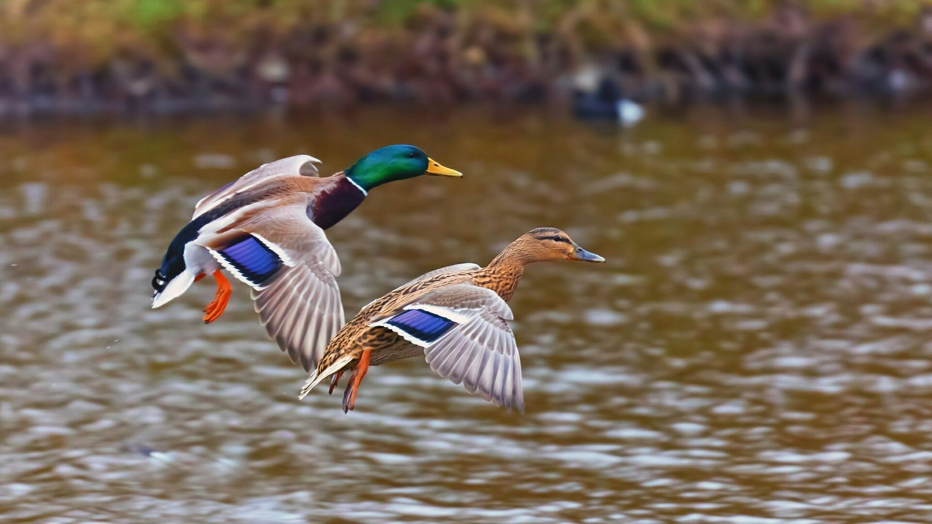 Flying Duck Wallpapers