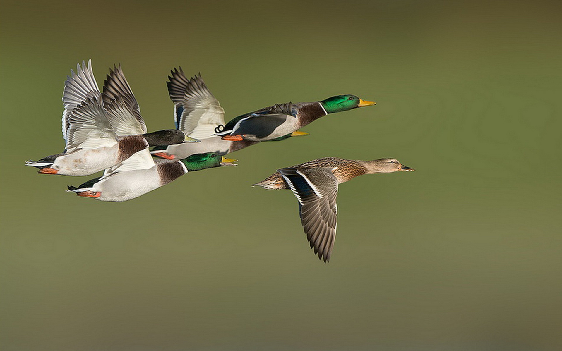 Flying Duck Wallpapers