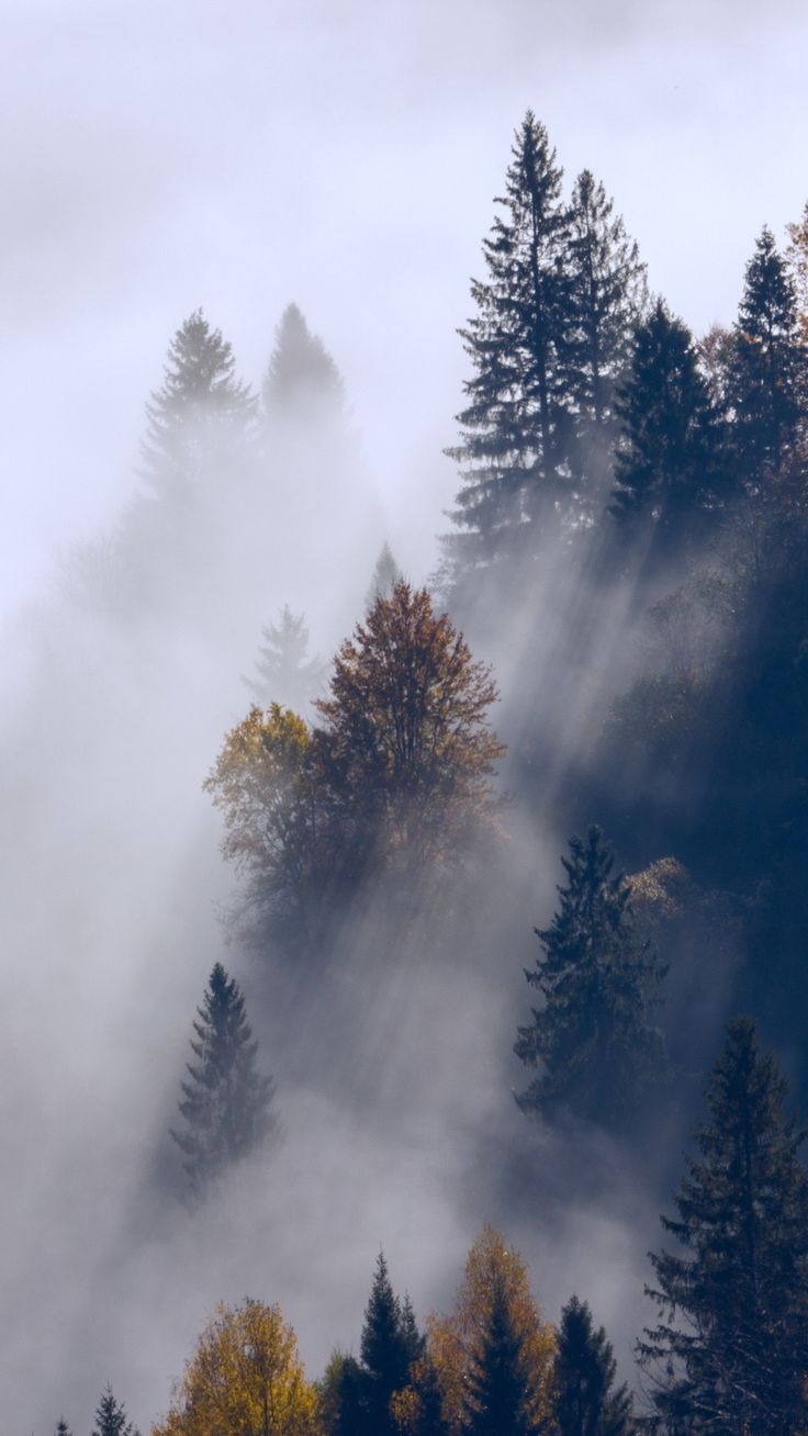 Foggy Scenery Wallpapers