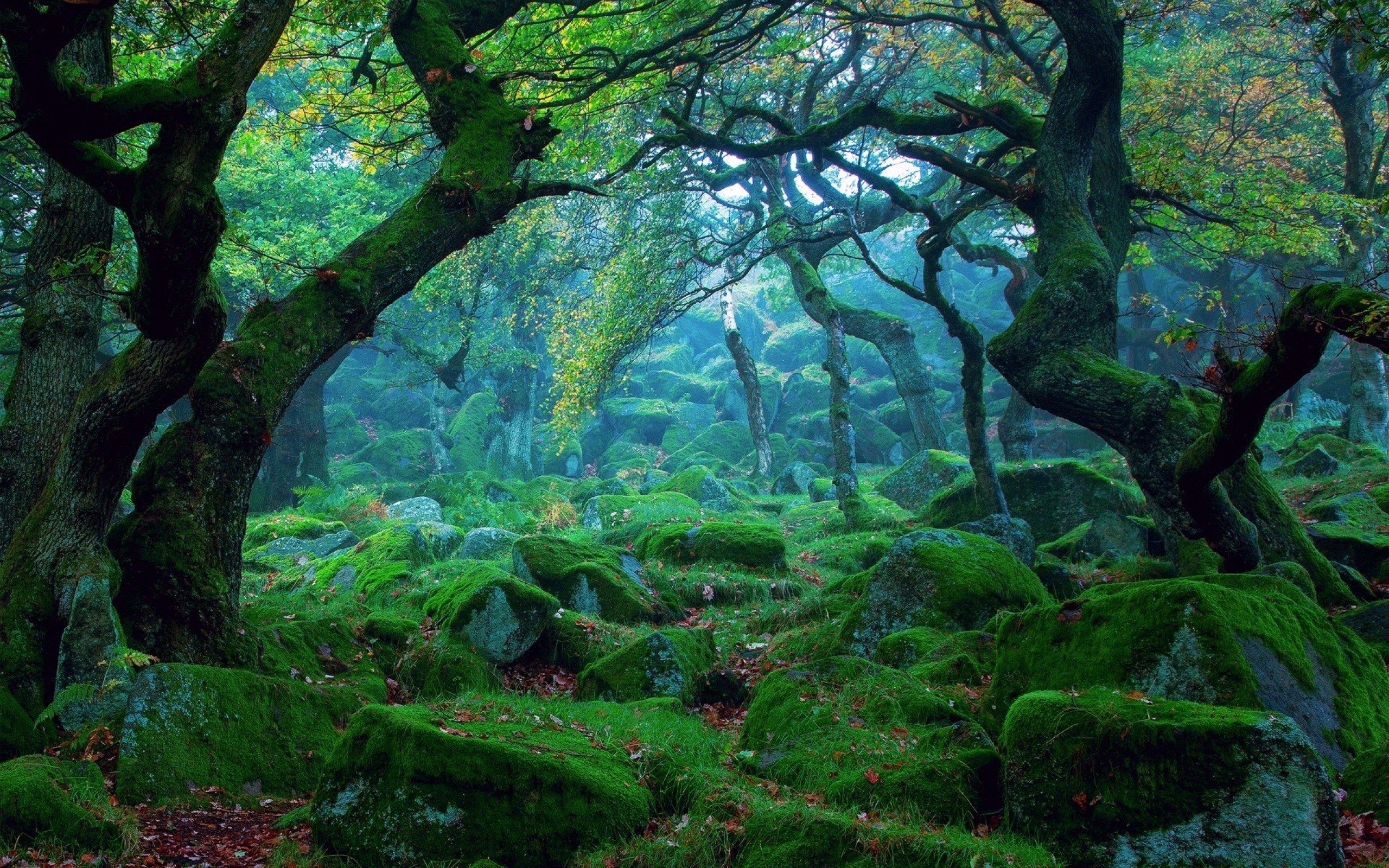 Forest Landscape Wallpapers