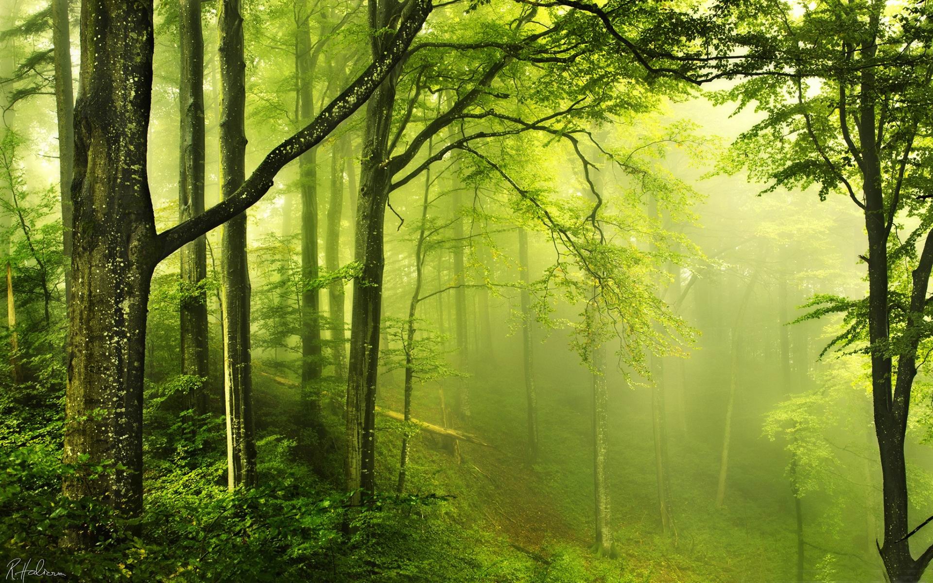 Forest Landscape Wallpapers