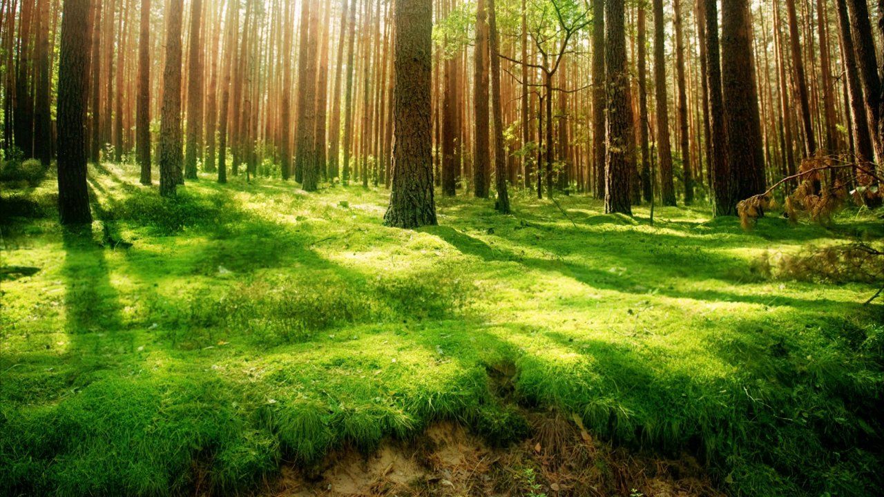 Forest Scenery Wallpapers