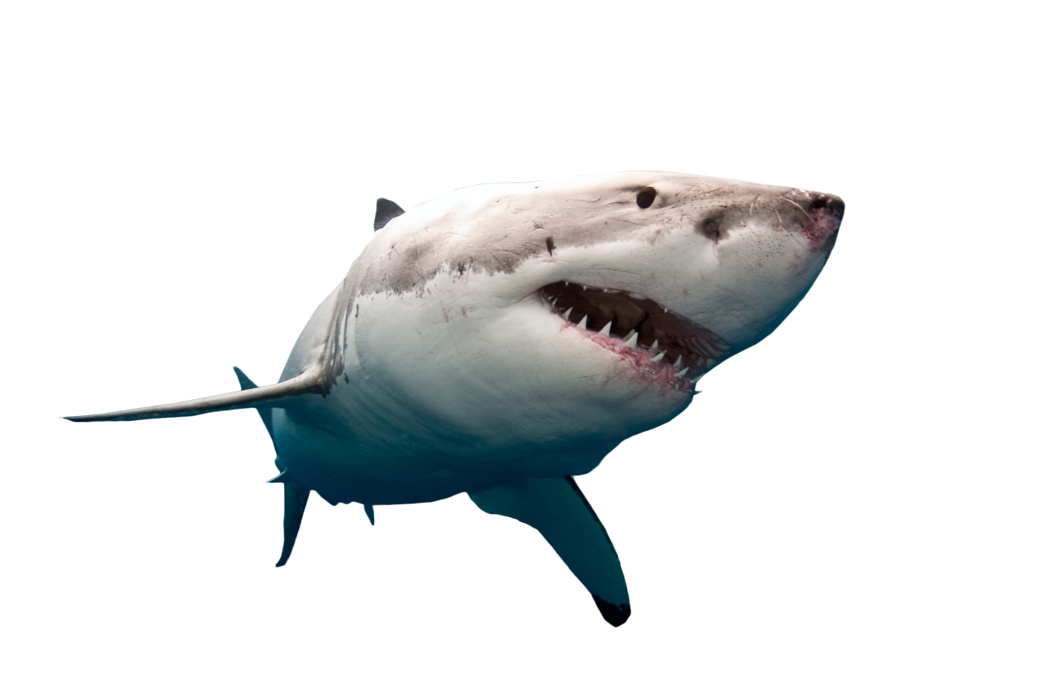 Fortnite Shark Png Wallpapers