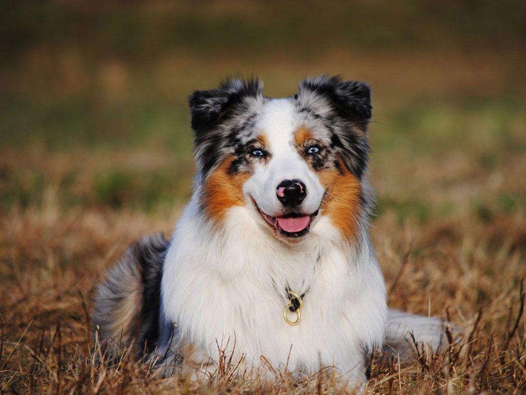 Free Australian Shepherd Puppies Wallpapers