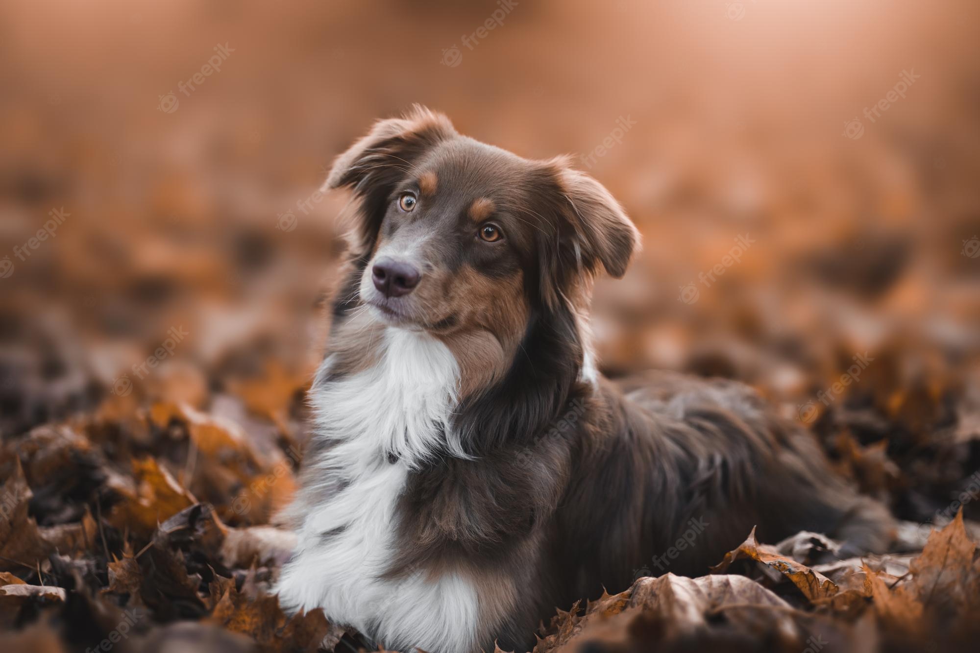 Free Australian Shepherd Puppies Wallpapers