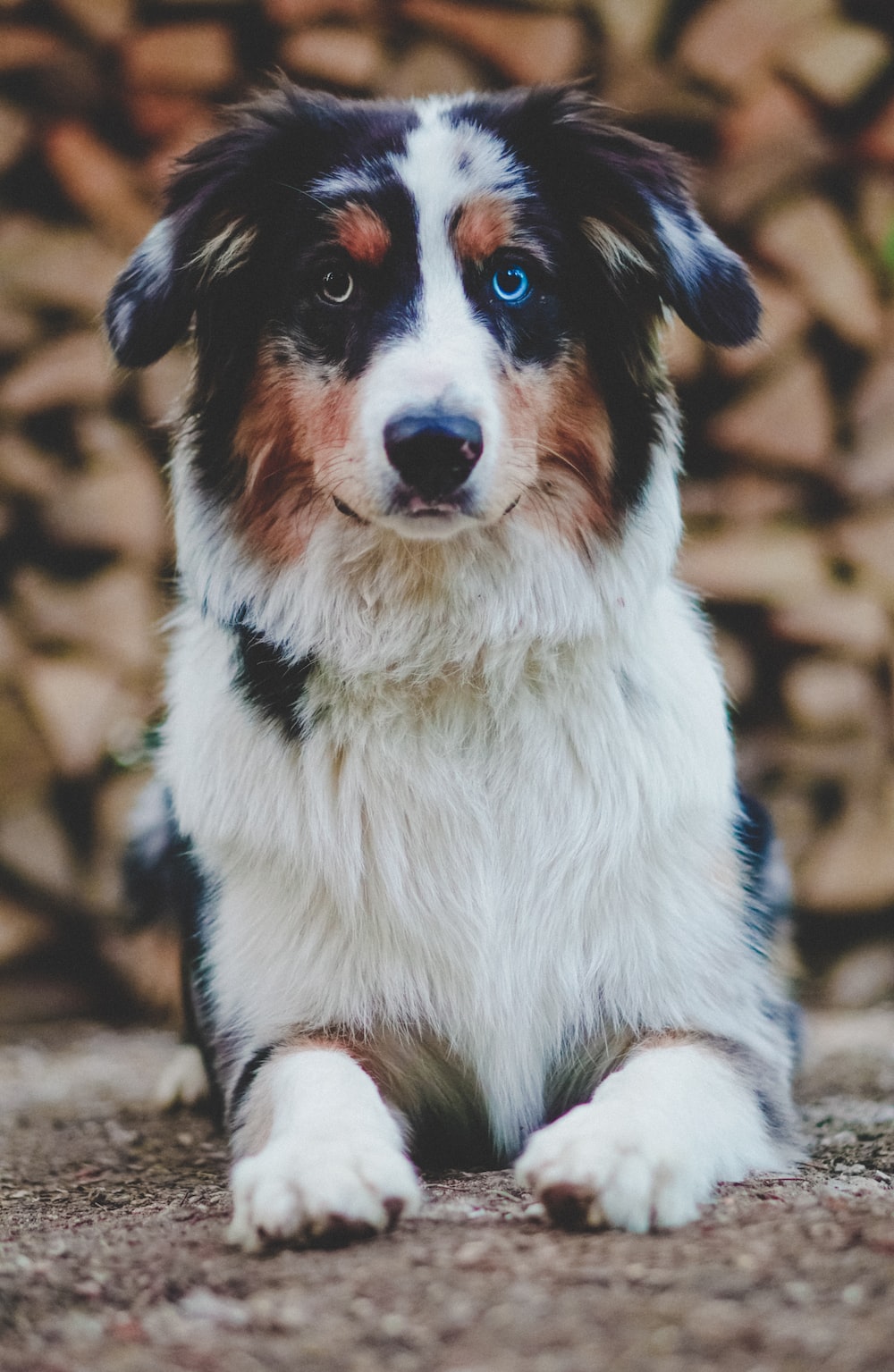 Free Australian Shepherd Puppies Wallpapers